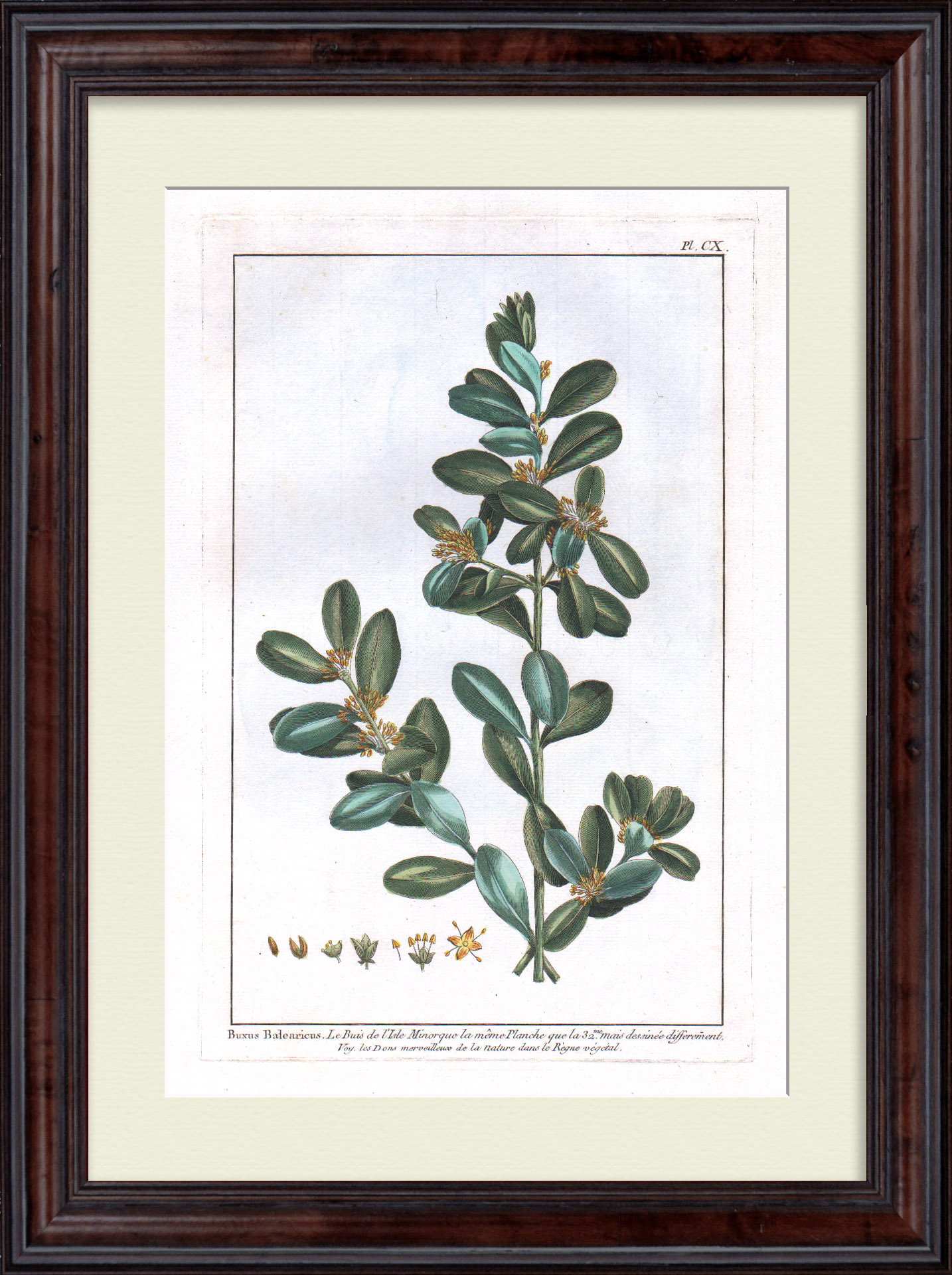 Самшитовое дерево. Большая, редкая гравюра 18 века Самшитовое дерево. Большая, редкая гравюра 18 века