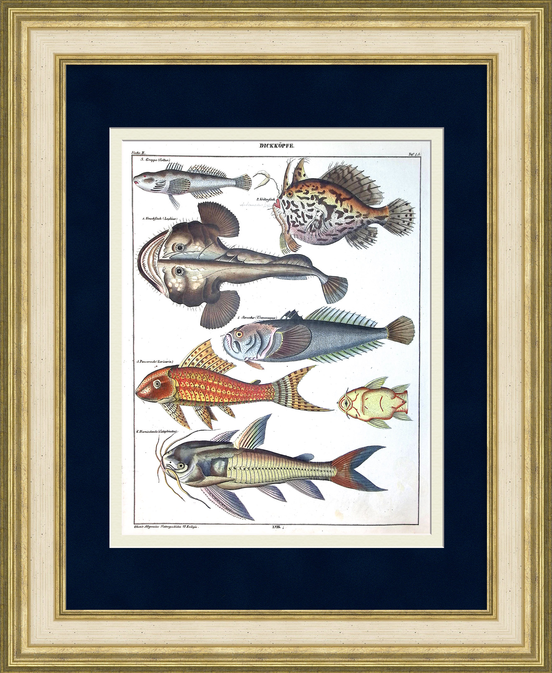 Морские рыбы: европейский удильщик, рыба-жаба, бычок-подкаменщик. Редкая гравюра 19 века Морские рыбы: европейский удильщик, рыба-жаба, бычок-подкаменщик. Редкая гравюра 19 века