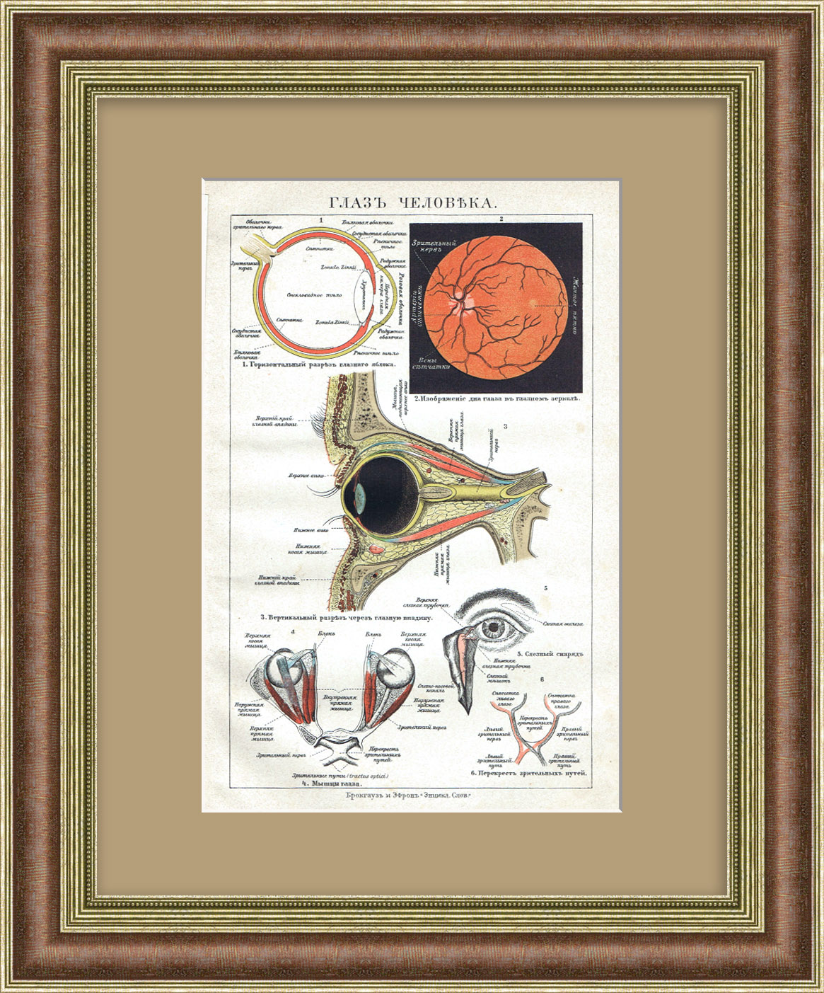 Глаз человека, офтальмология. Старинная хромолитография Глаз человека, офтальмология. Старинная хромолитография