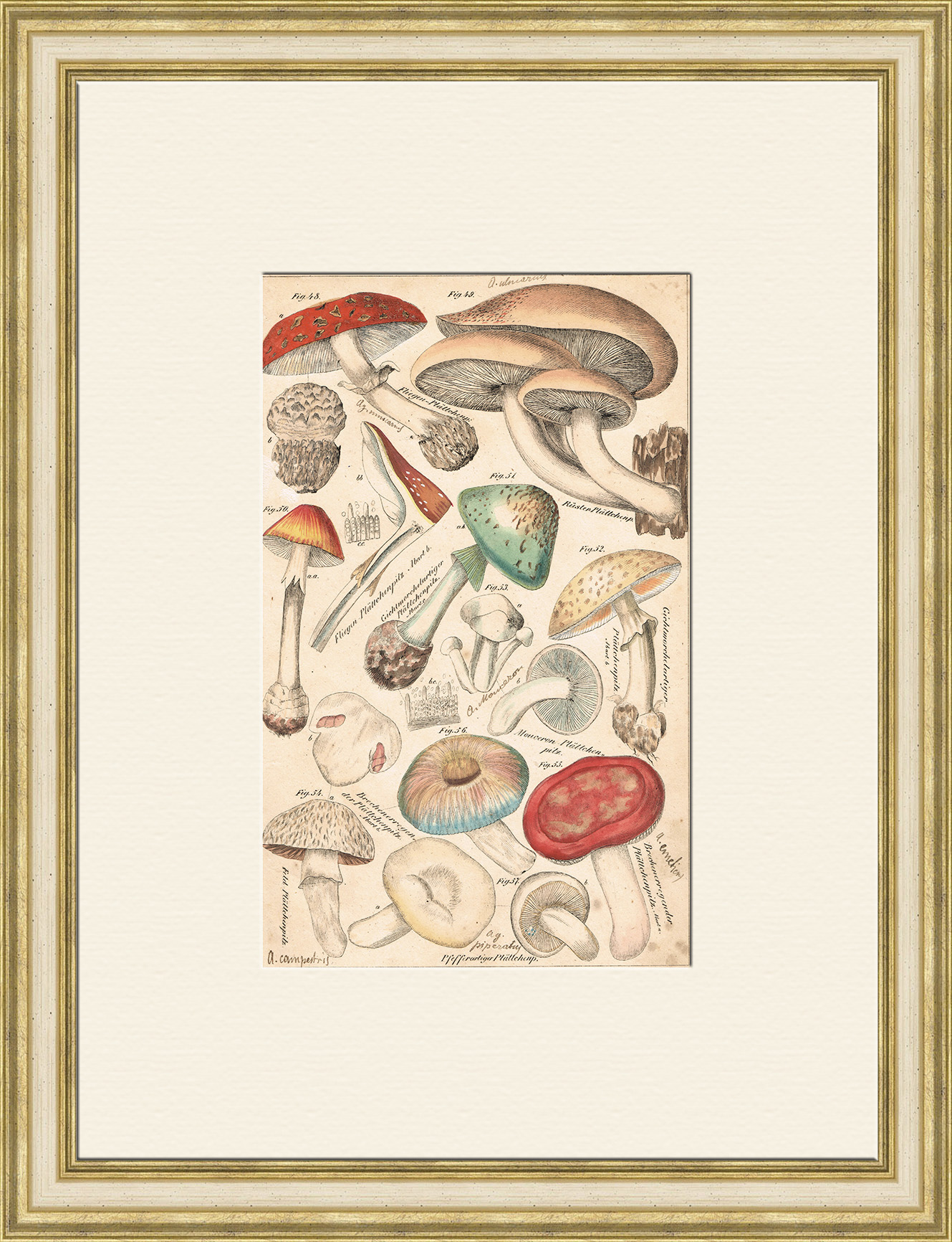 Ядовитые грибы, старинная гравюра 19 века с ручной раскраской Ядовитые грибы, старинная гравюра 19 века с ручной раскраской