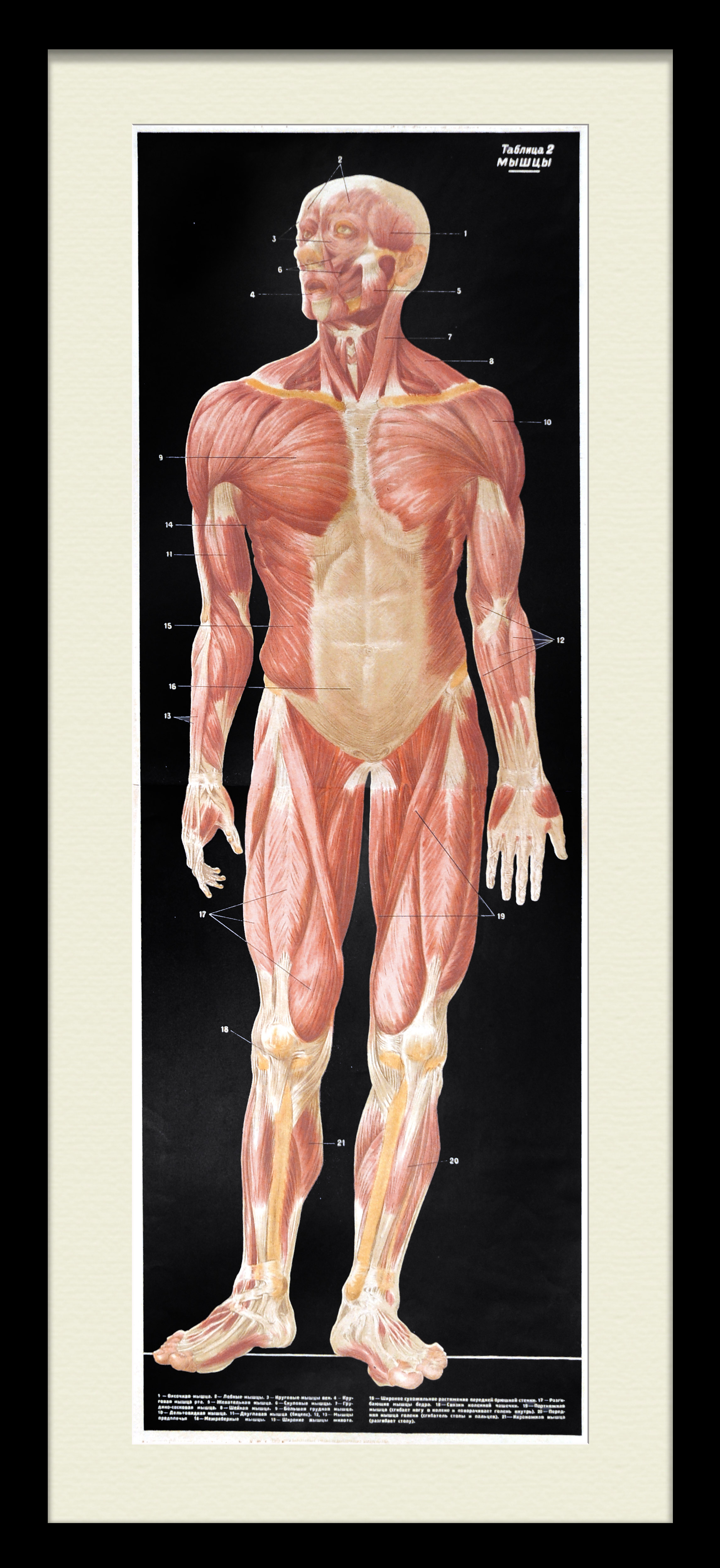 Строение мышц человека. Редкий, крупноформатный плакат-хромолитография Строение мышц человека. Редкий, крупноформатный плакат-хромолитография