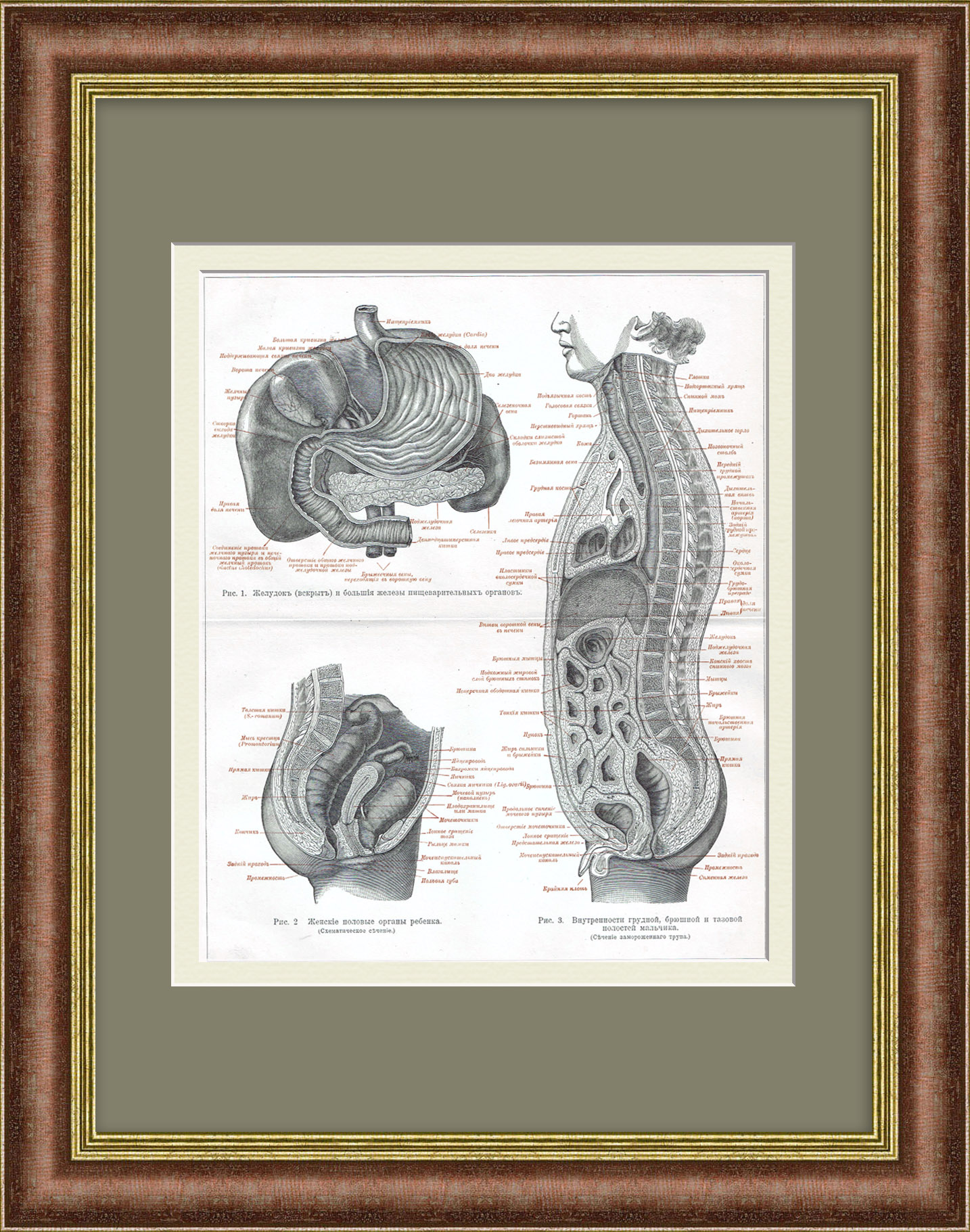 Пищеварительная система человека. Анатомия. Старинная гравюра