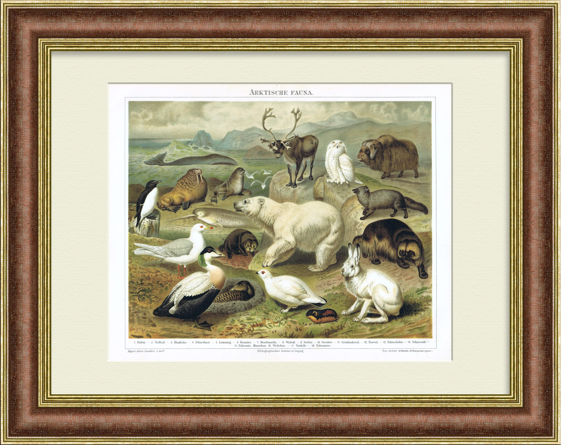 Фауна Арктики: белый медведь, полярная сова, северный олень, белая куропатка и др. Хромолитография 19 века Фауна Арктики: белый медведь, полярная сова, северный олень, белая куропатка и др. Хромолитография 19 века