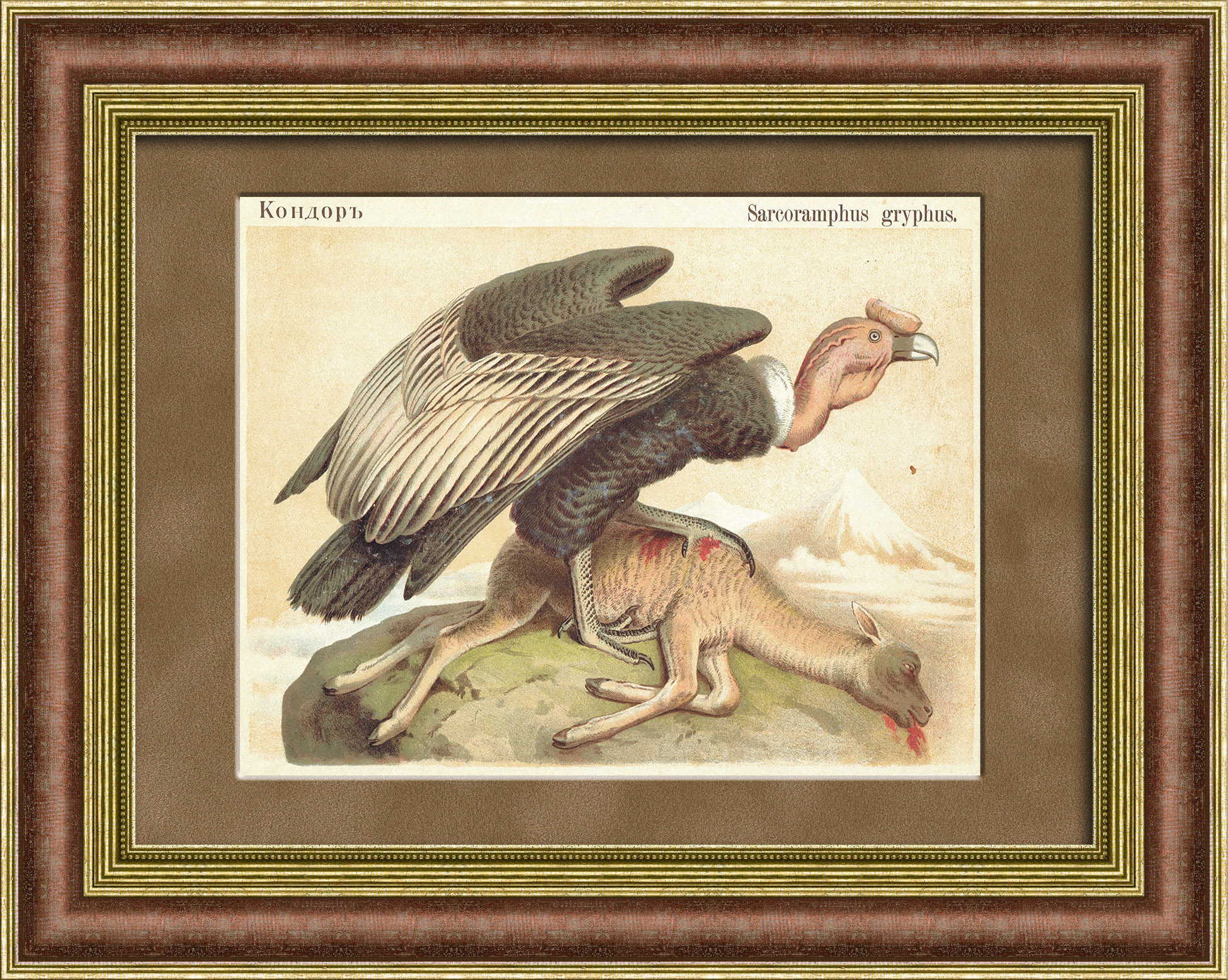 Андский кондор на охоте. Антикварная хромолитография 19 века Андский кондор на охоте. Антикварная хромолитография 19 века