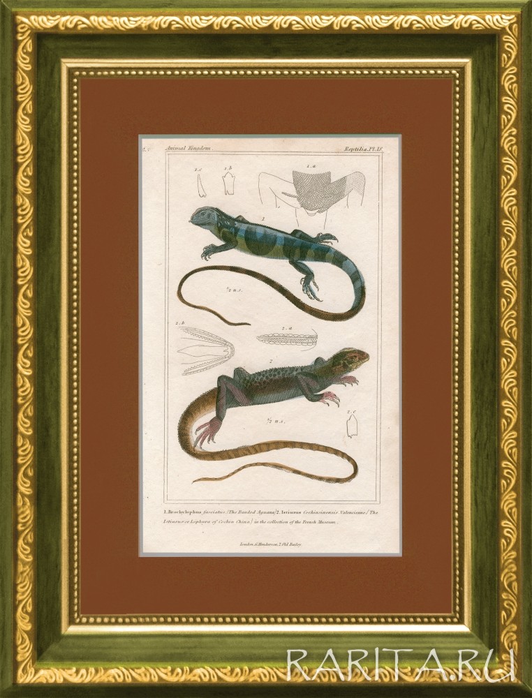 Виды ящериц: китайский водяной дракон и полосатая игуана. Гравюра с ручной раскраской Виды ящериц: китайский водяной дракон и полосатая игуана. Гравюра с ручной раскраской