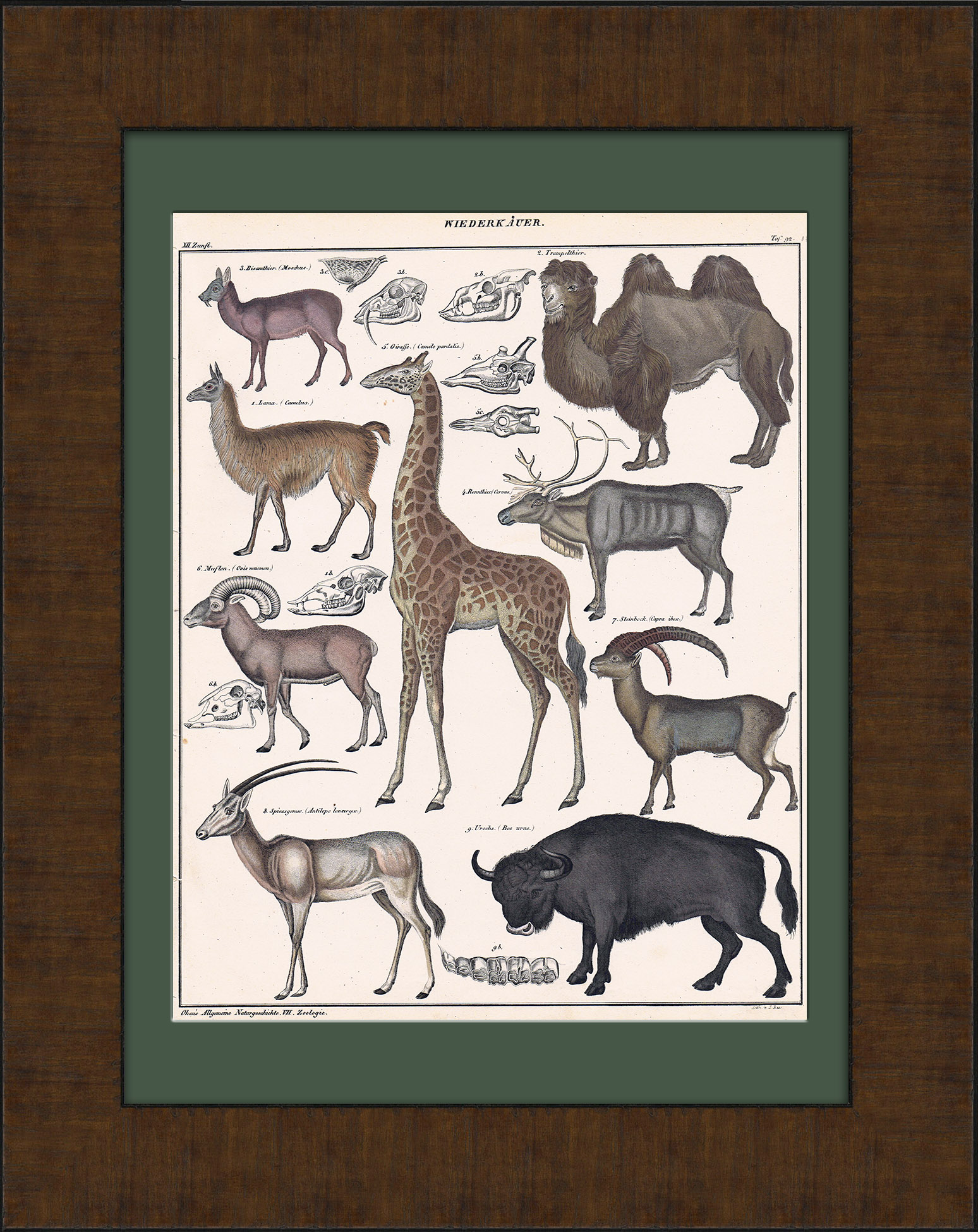 Жираф, лама, верблюд, козерог и др. Раритетная гравюра в раме Жираф, лама, верблюд, козерог и др. Раритетная гравюра в раме