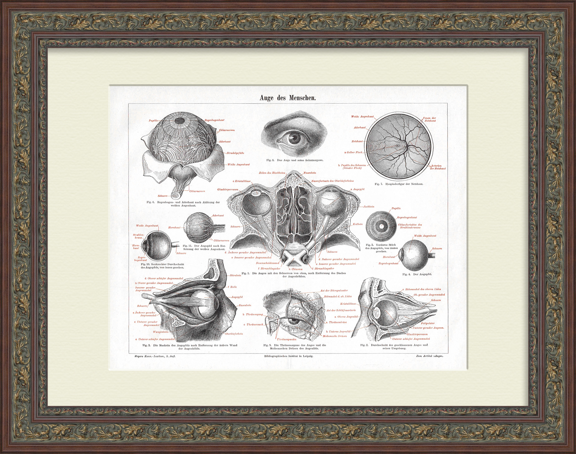 Строение человеческого глаза. Антикварная литография в раме Строение человеческого глаза. Антикварная литография в раме