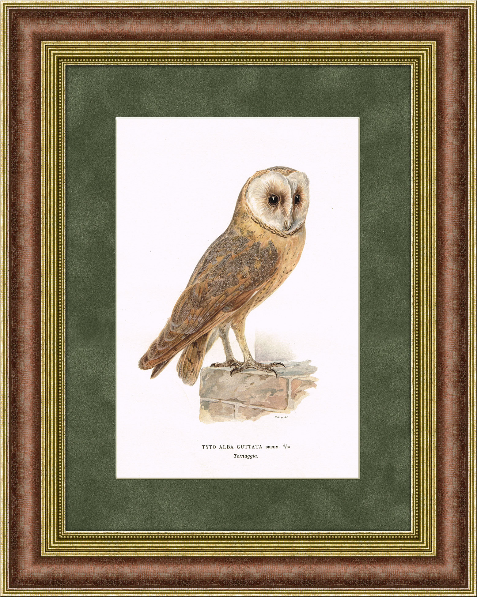 Сова, старинная хромолитография Сова, старинная хромолитография