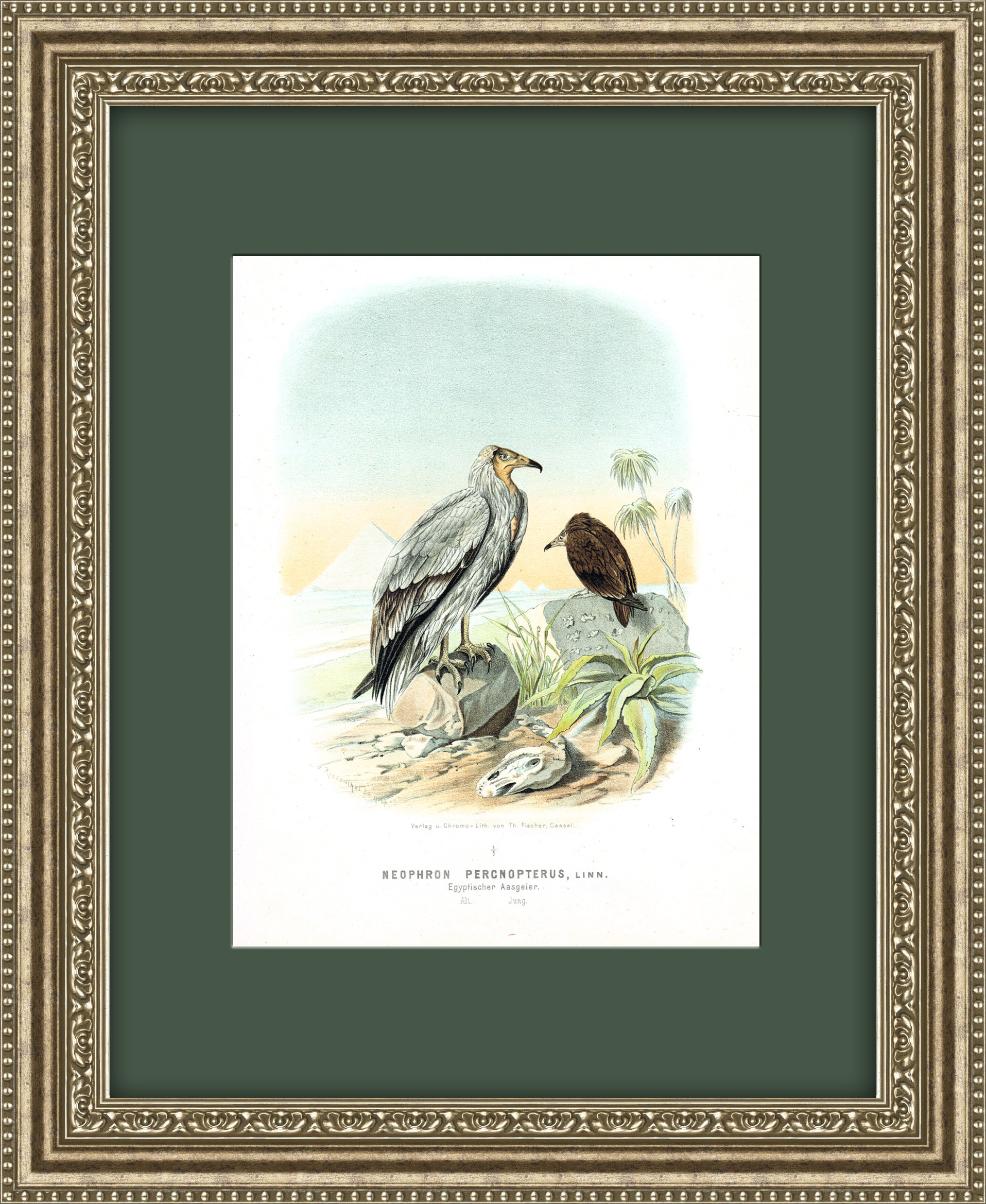 Хищные птицы: Стервятник, большая старинная хромолитография 1894 г. Хищные птицы: Стервятник, большая старинная хромолитография 1894 г.