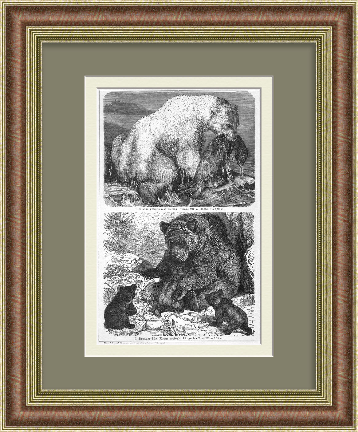 Белый медведь и бурый медведь. Старинная гравюра Белый медведь и бурый медведь. Старинная гравюра