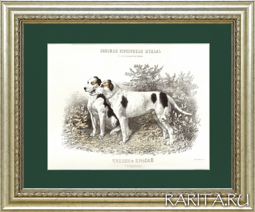 Собаки-призеры выставок Императорского общества правильной охоты, старинная литография с акварели Н.А. Мартынова Собаки-призеры выставок Императорского общества правильной охоты, старинная литография с акварели Н.А. Мартынова