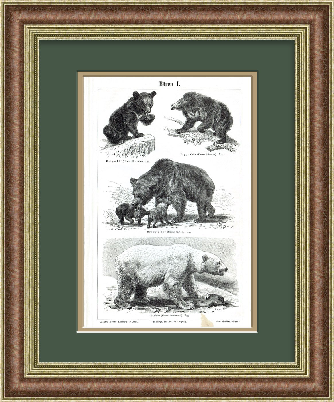 Медведи: бурый, губач, белый. Старинная литография Медведи: бурый, губач, белый. Старинная литография