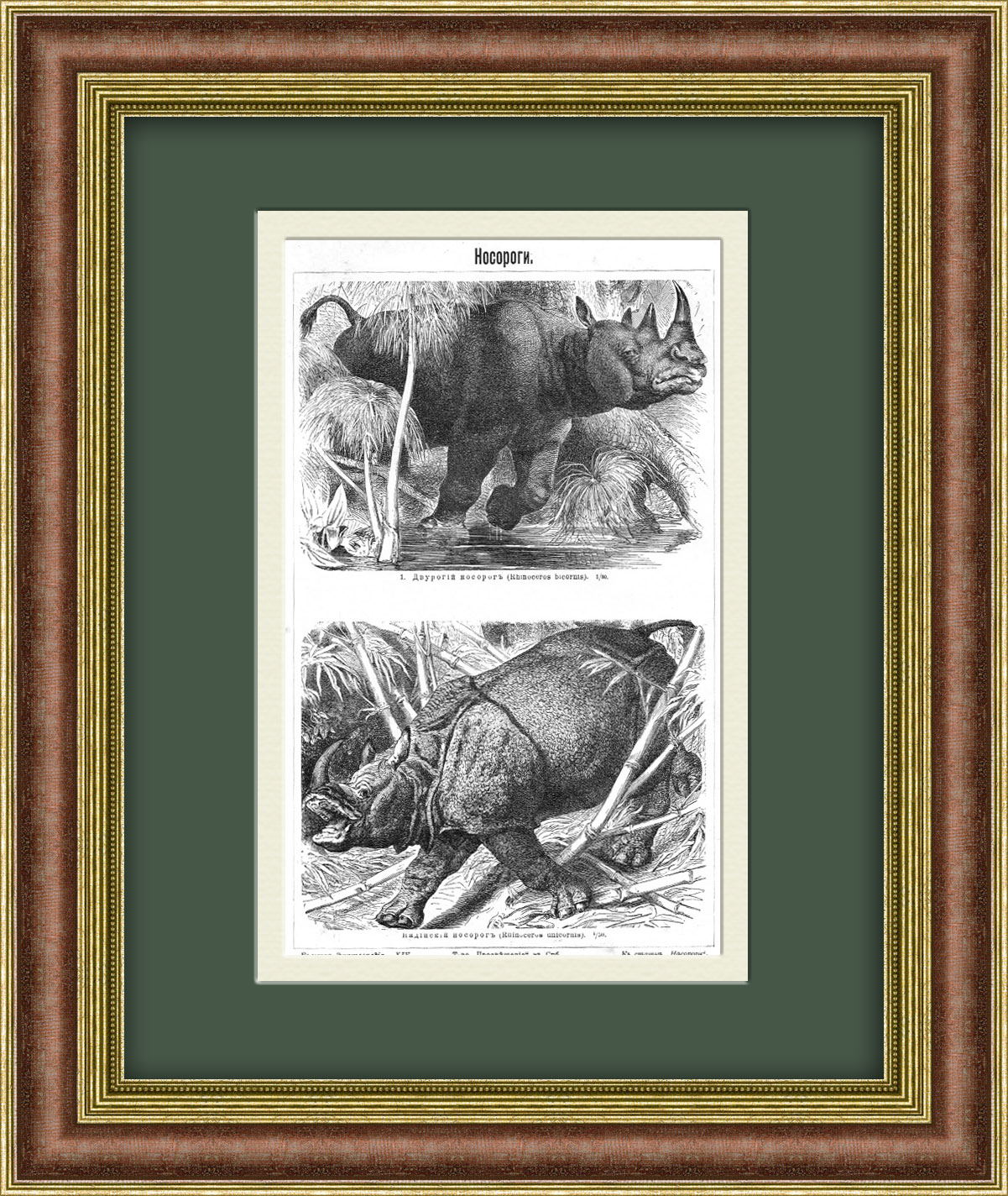 Двурогий и индийский носорог. Старинная литография начала 20 века Двурогий и индийский носорог. Старинная литография начала 20 века