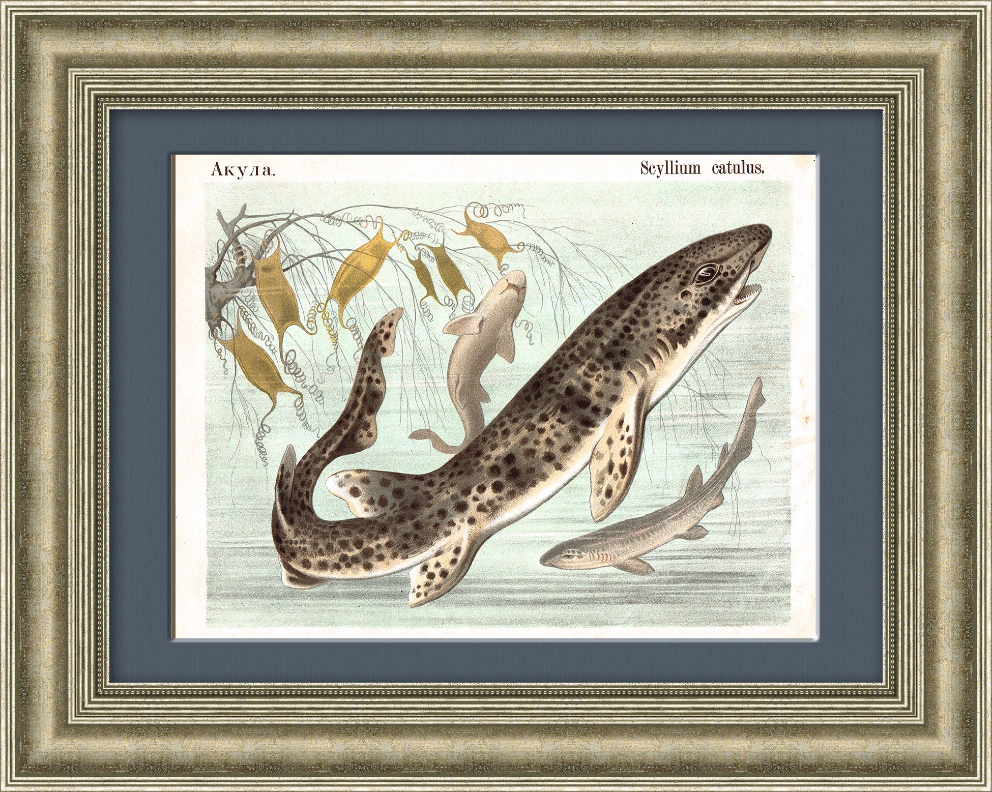 Кошачья акула. Редкая антикварная хромолитография Кошачья акула. Редкая антикварная хромолитография