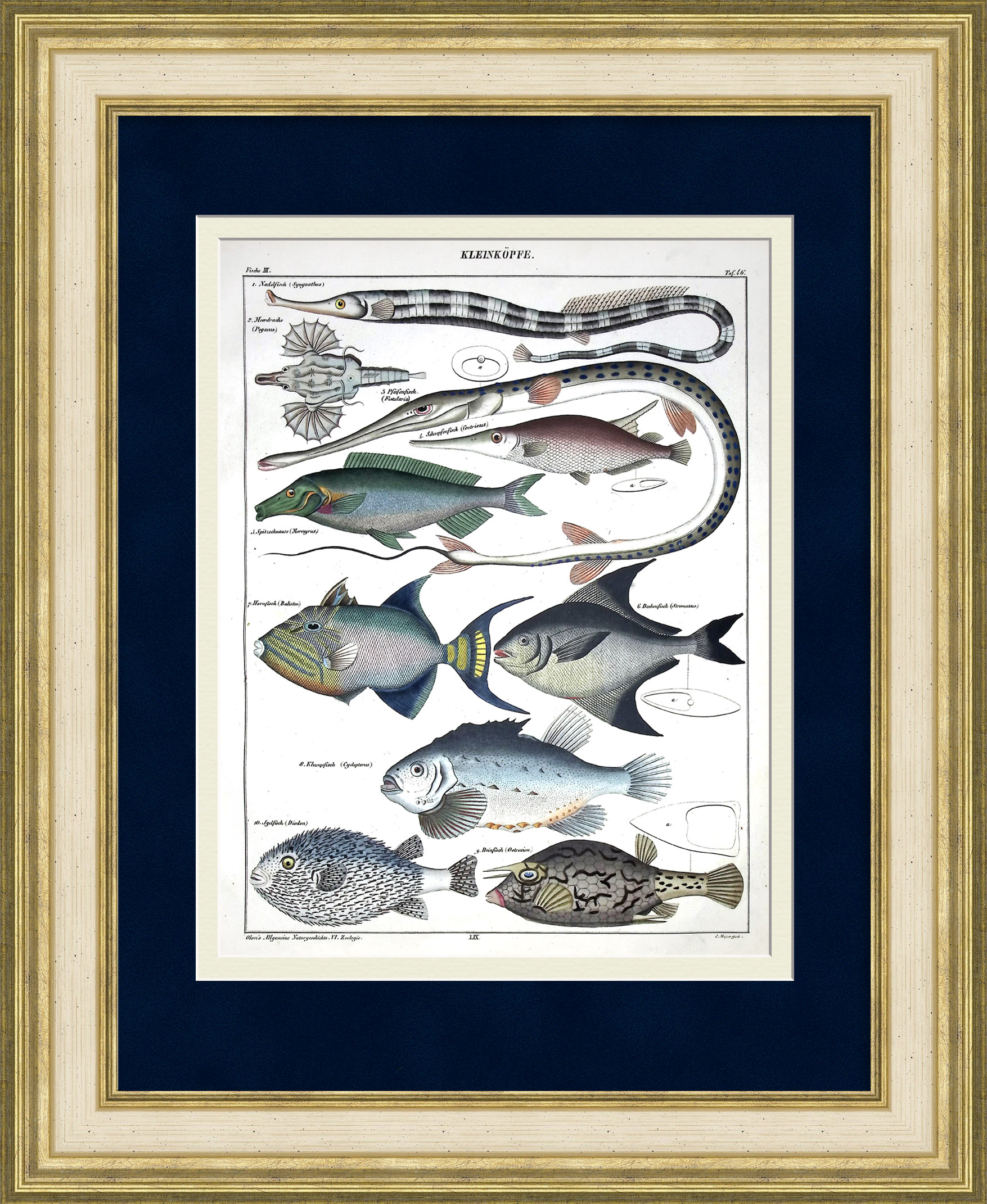 Малоголовые, морские рыбы: строматей, рыба-ёж, пегас, кузовок-кубик. Редкая гравюра 19 века Малоголовые, морские рыбы: строматей, рыба-ёж, пегас, кузовок-кубик. Редкая гравюра 19 века