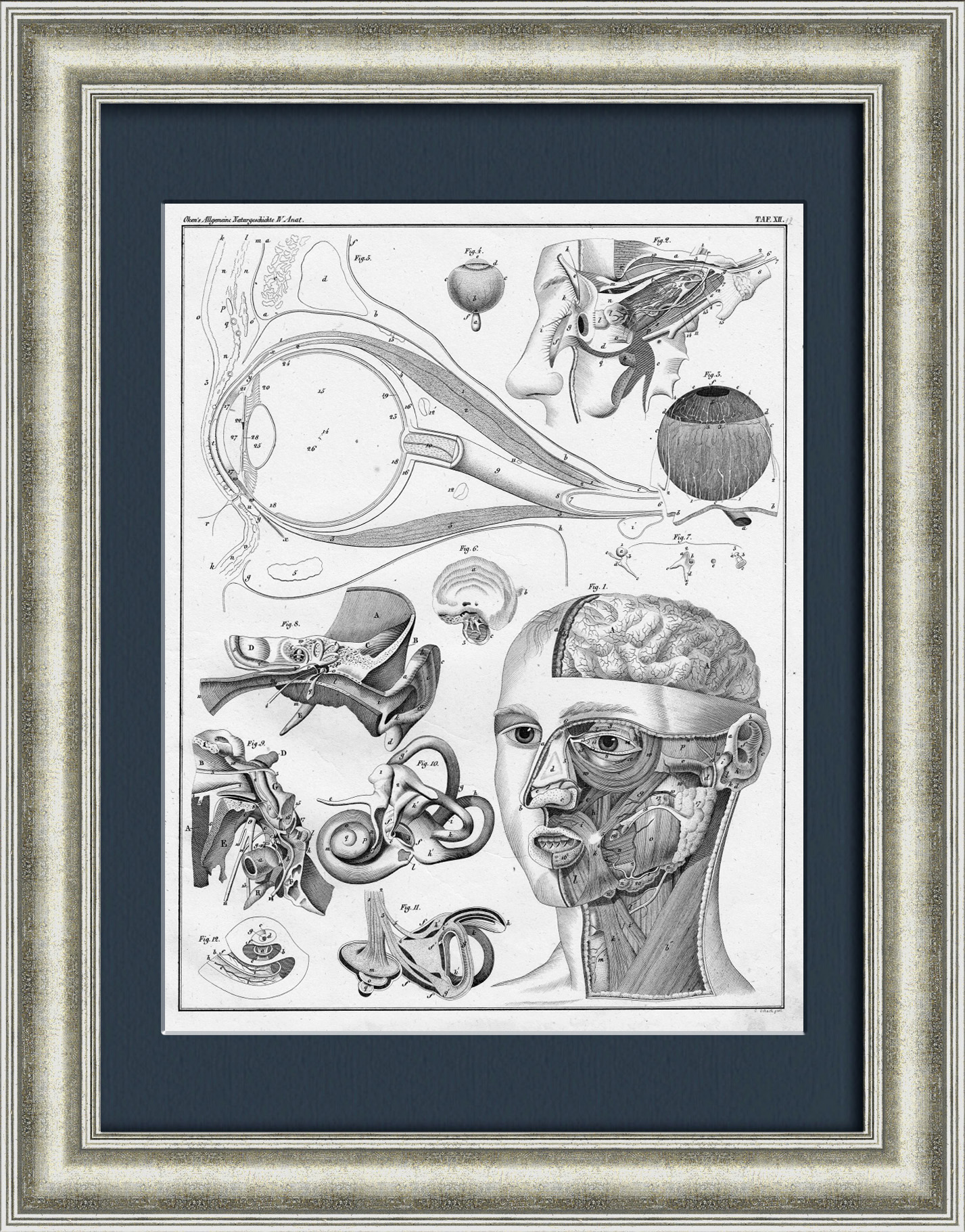 Строение человеческого лица: глаз, ухо, нос. Антикварная гравюра Строение человеческого лица: глаз, ухо, нос. Антикварная гравюра