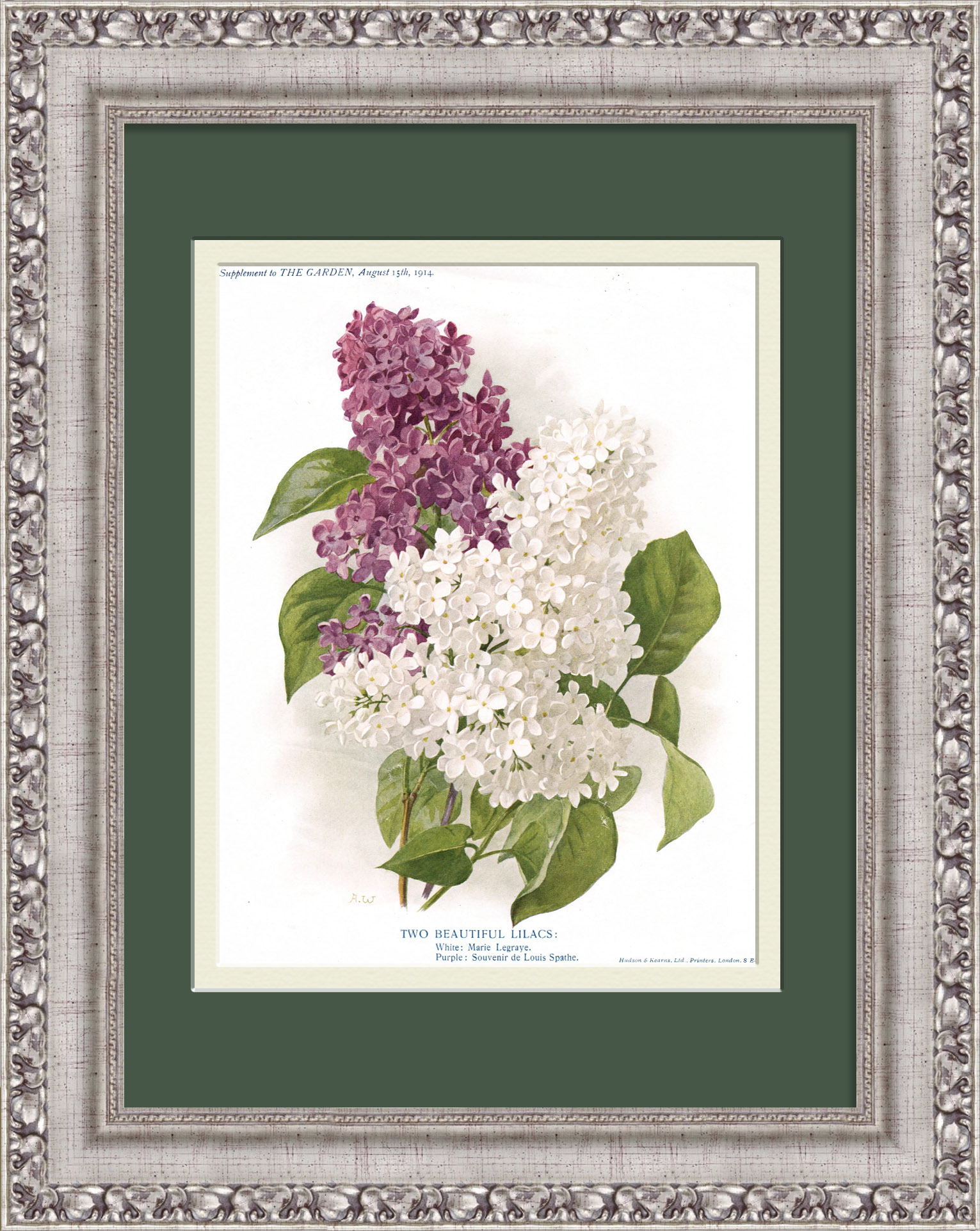 Садовая сирень: сорт Мари Легре и Памяти Людовика Шпета. Литография в раме Садовая сирень: сорт Мари Легре и Памяти Людовика Шпета. Литография в раме