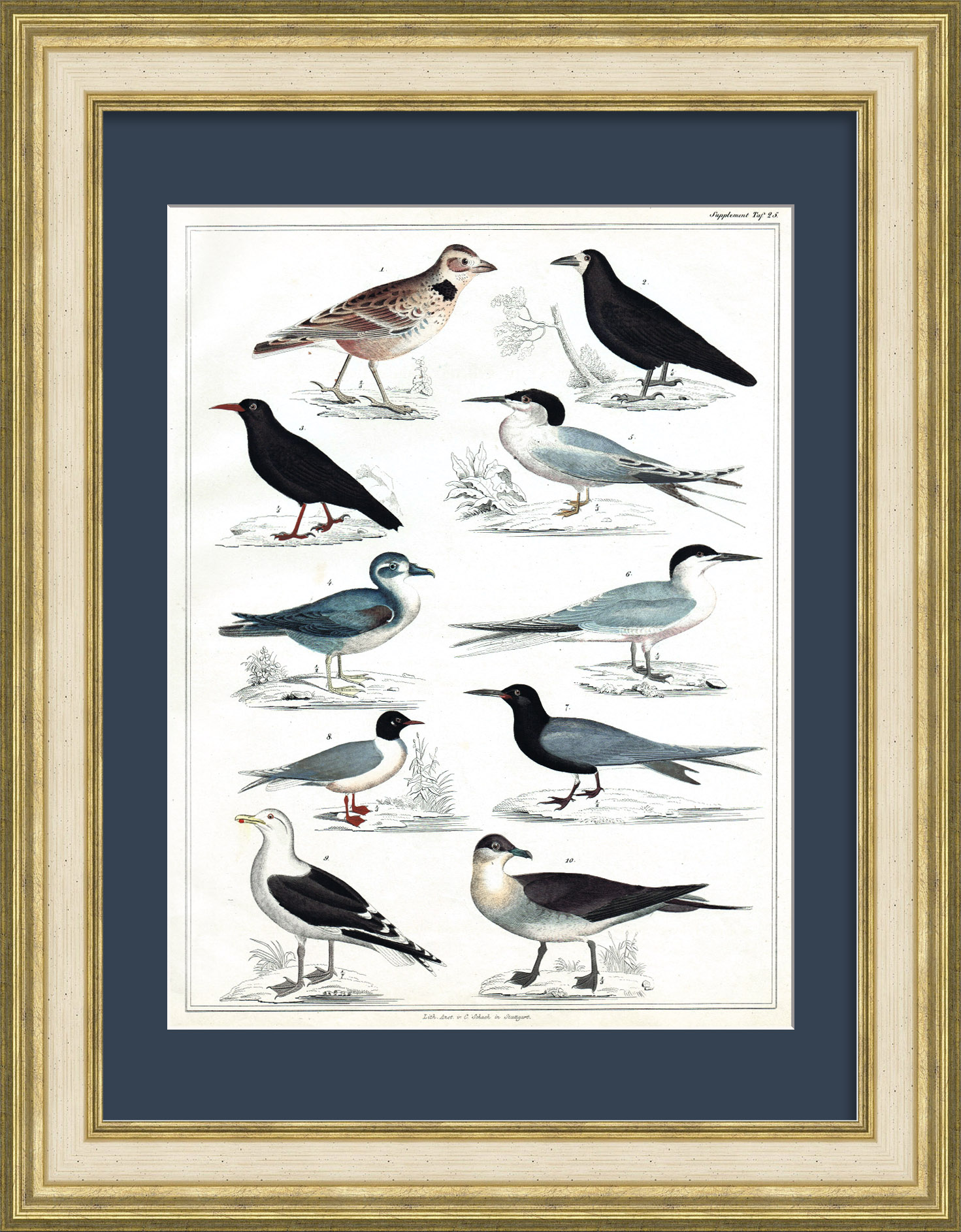 Птицы. Старинная гравюра 19 века Птицы. Старинная гравюра 19 века