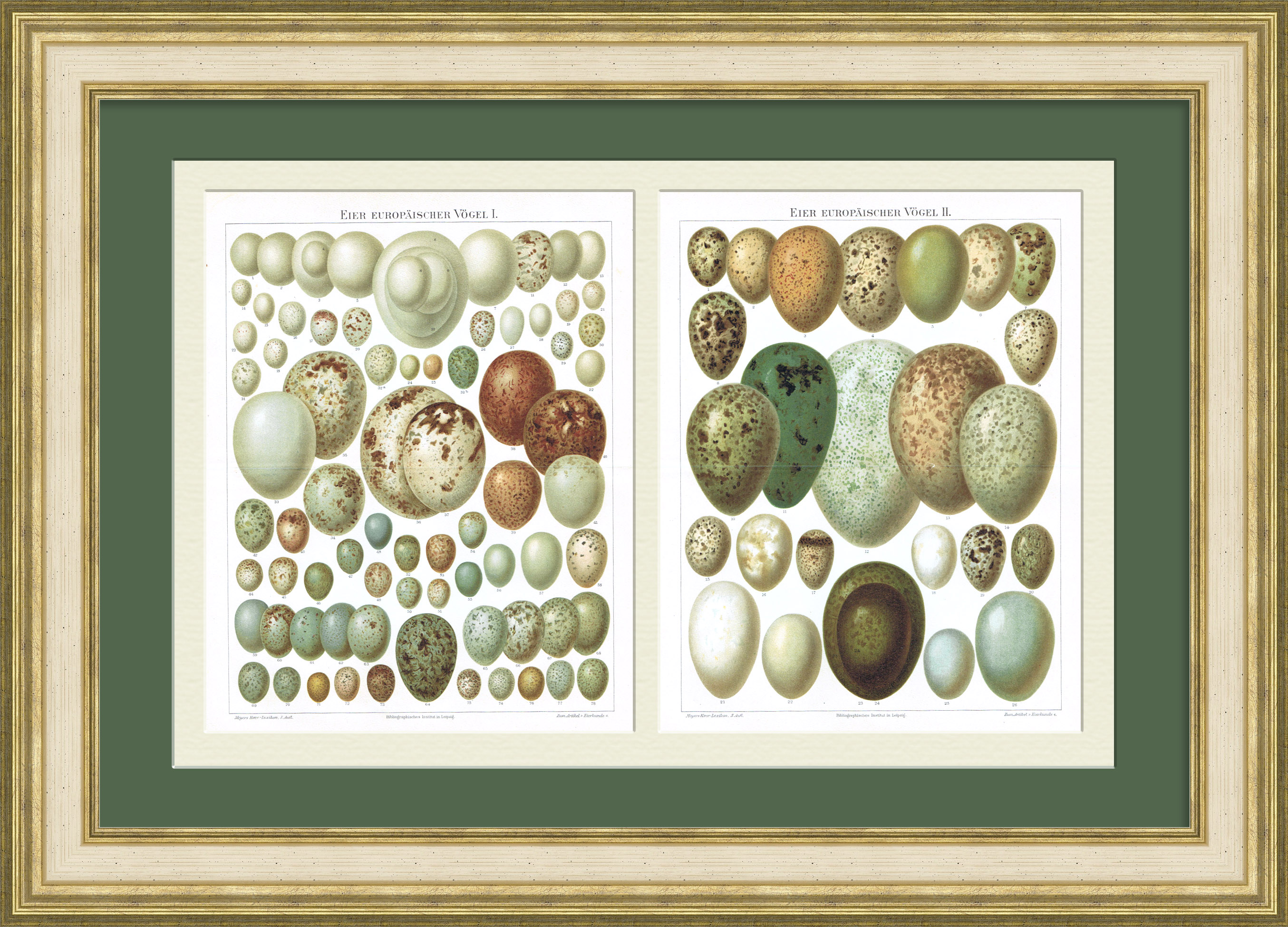 Яйца европейских птиц. Старинные хромолитографии в панно Яйца европейских птиц. Старинные хромолитографии в панно