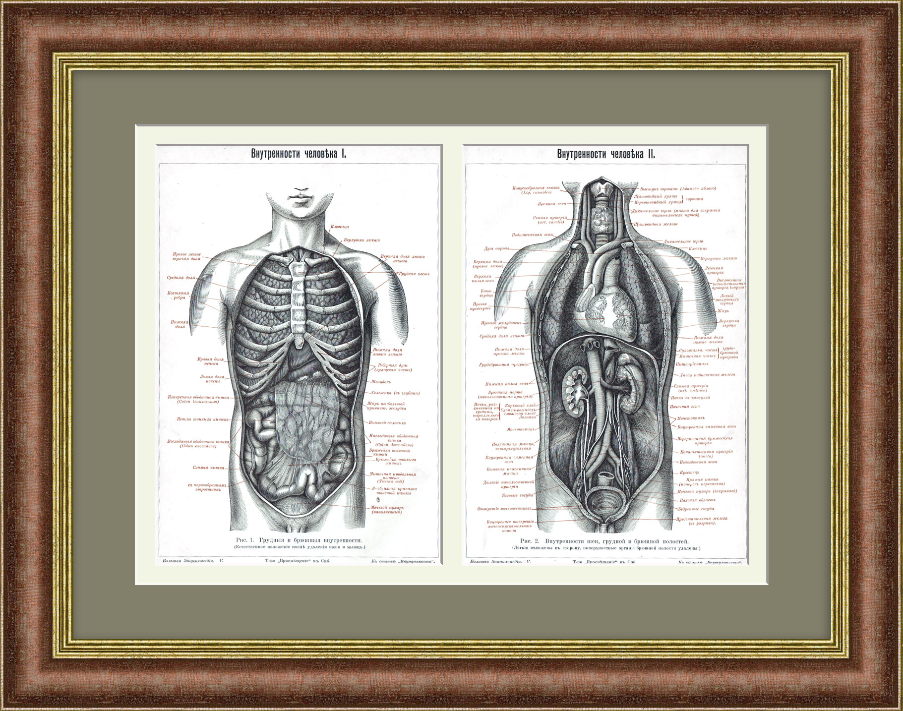 Строение внутренних органов человека. Анатомия. Старинная гравюра Строение внутренних органов человека. Анатомия. Старинная гравюра