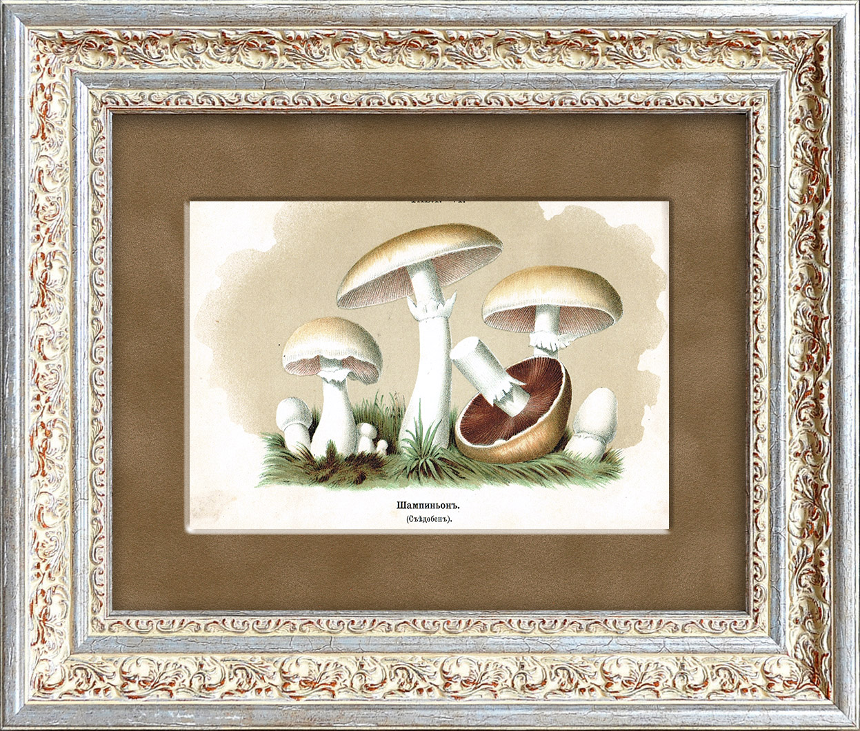 Шампиньон. Антикварная хромолитография, 19 век Шампиньон. Антикварная хромолитография, 19 век