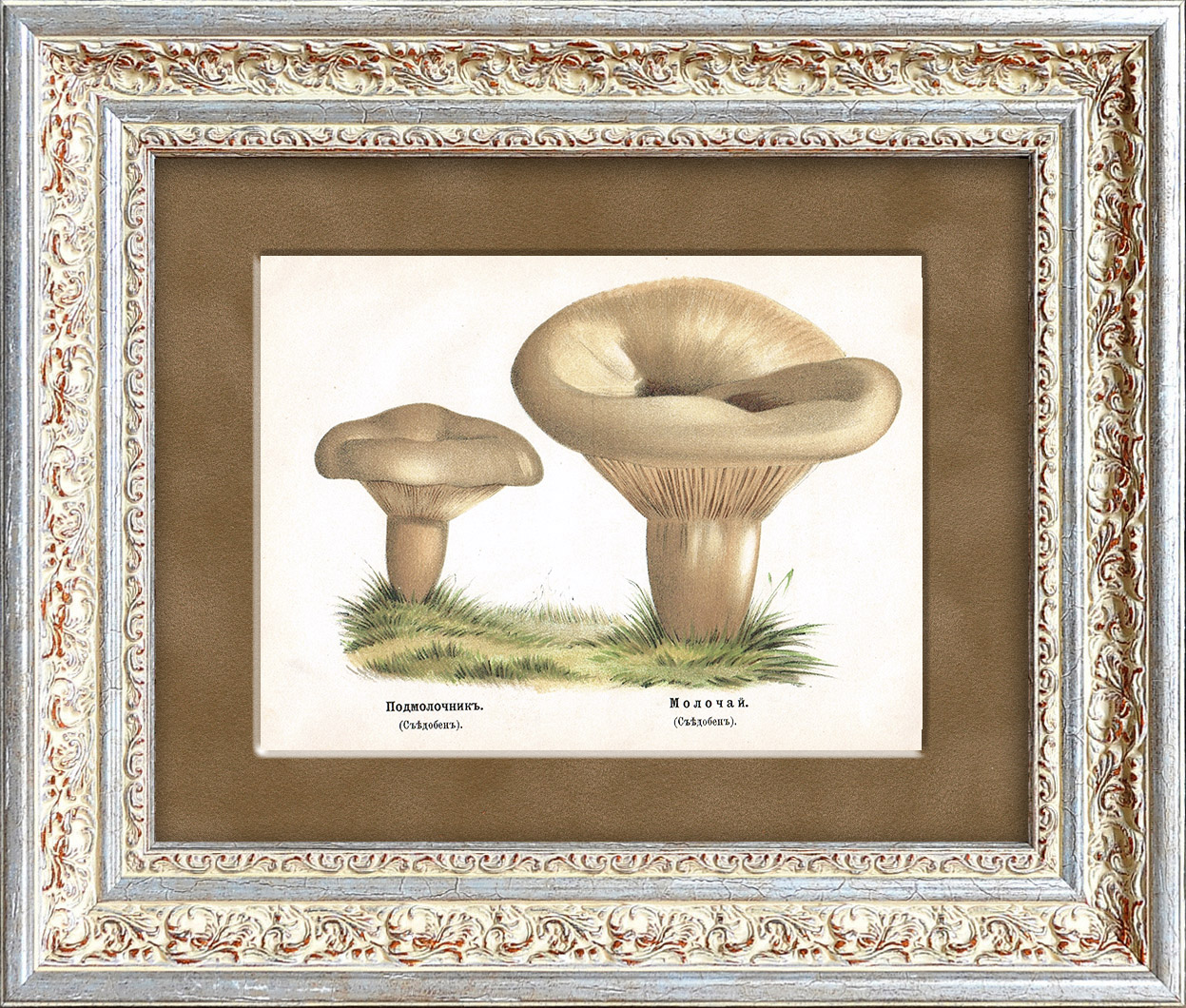Подмолочник и молочай. Старинная хромолитография в раме Подмолочник и молочай. Старинная хромолитография в раме