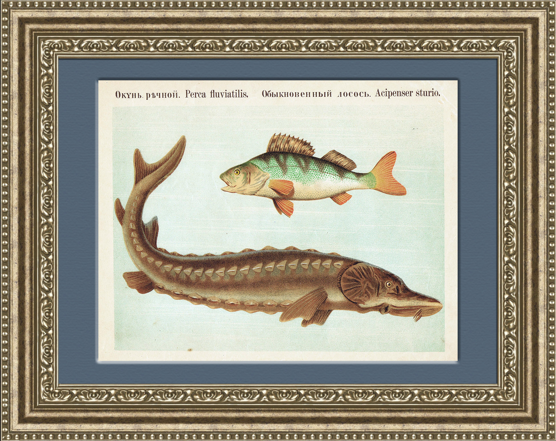 Окунь и осетр. Антикварная хромолитография, 1889 г. Окунь и осетр. Антикварная хромолитография, 1889 г.