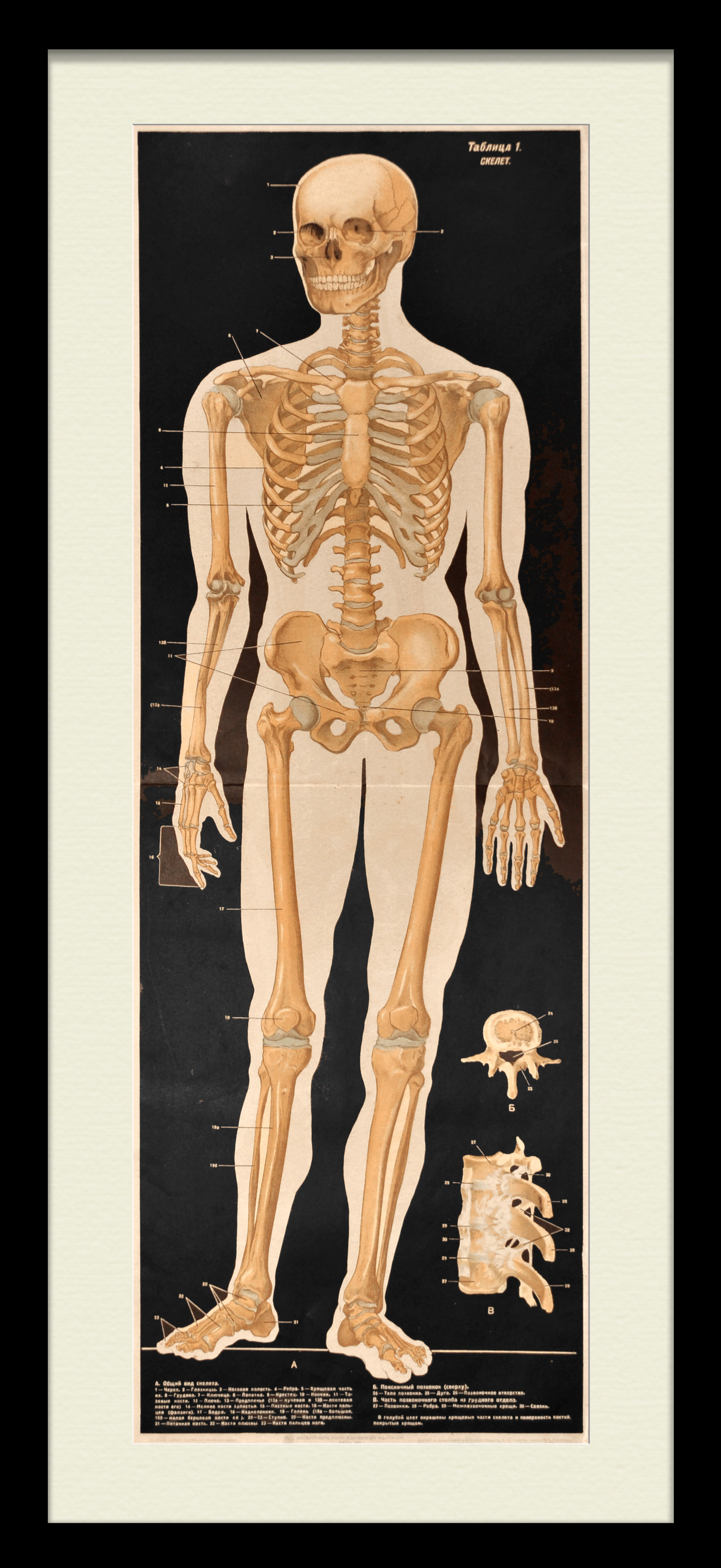 Строение скелета человека. Редкий, крупноформатный плакат-литография Строение скелета человека. Редкий, крупноформатный плакат-литография