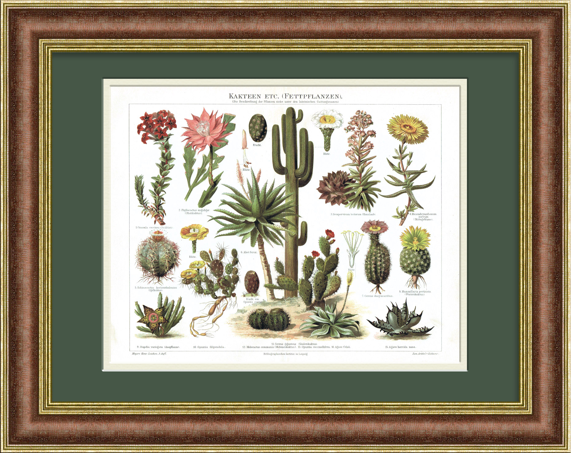 Кактусы и суккуленты, гравюра в раме Кактусы и суккуленты, гравюра в раме