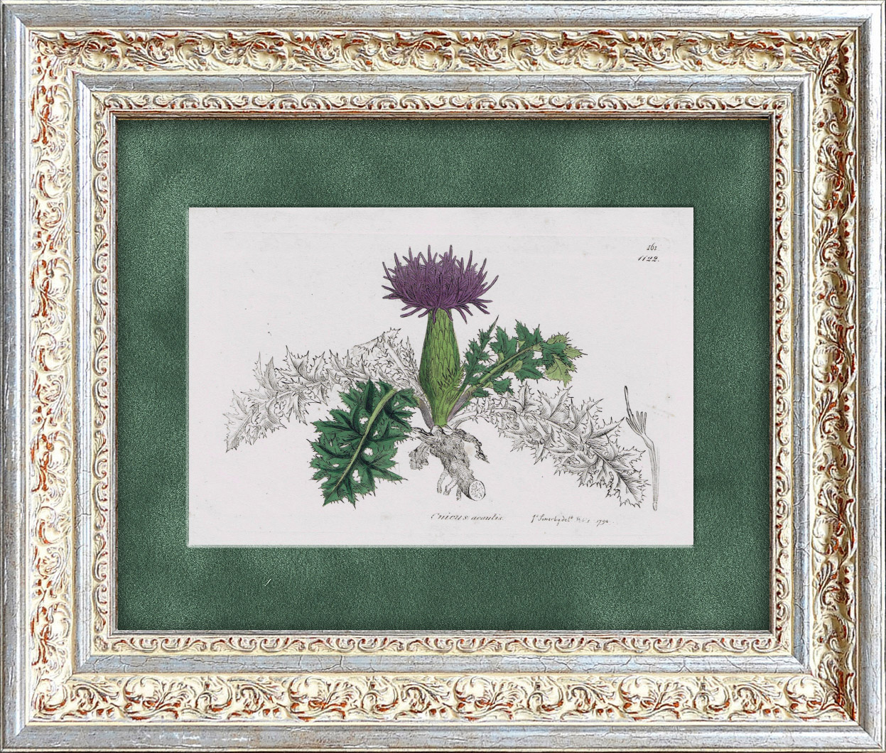 Кникус благословенный, старинная гравюра 1830-х годов Кникус благословенный, старинная гравюра 1830-х годов