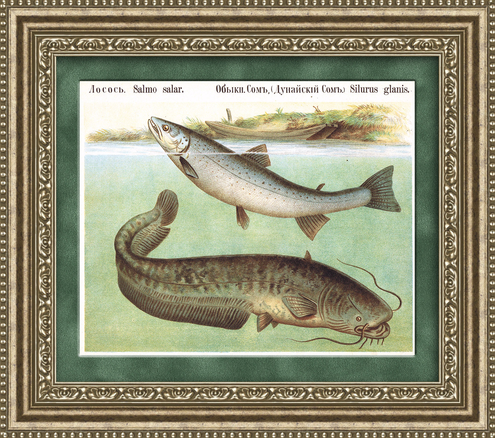 Лосось и сом, хромолитография 1889 года Лосось и сом, хромолитография 1889 года