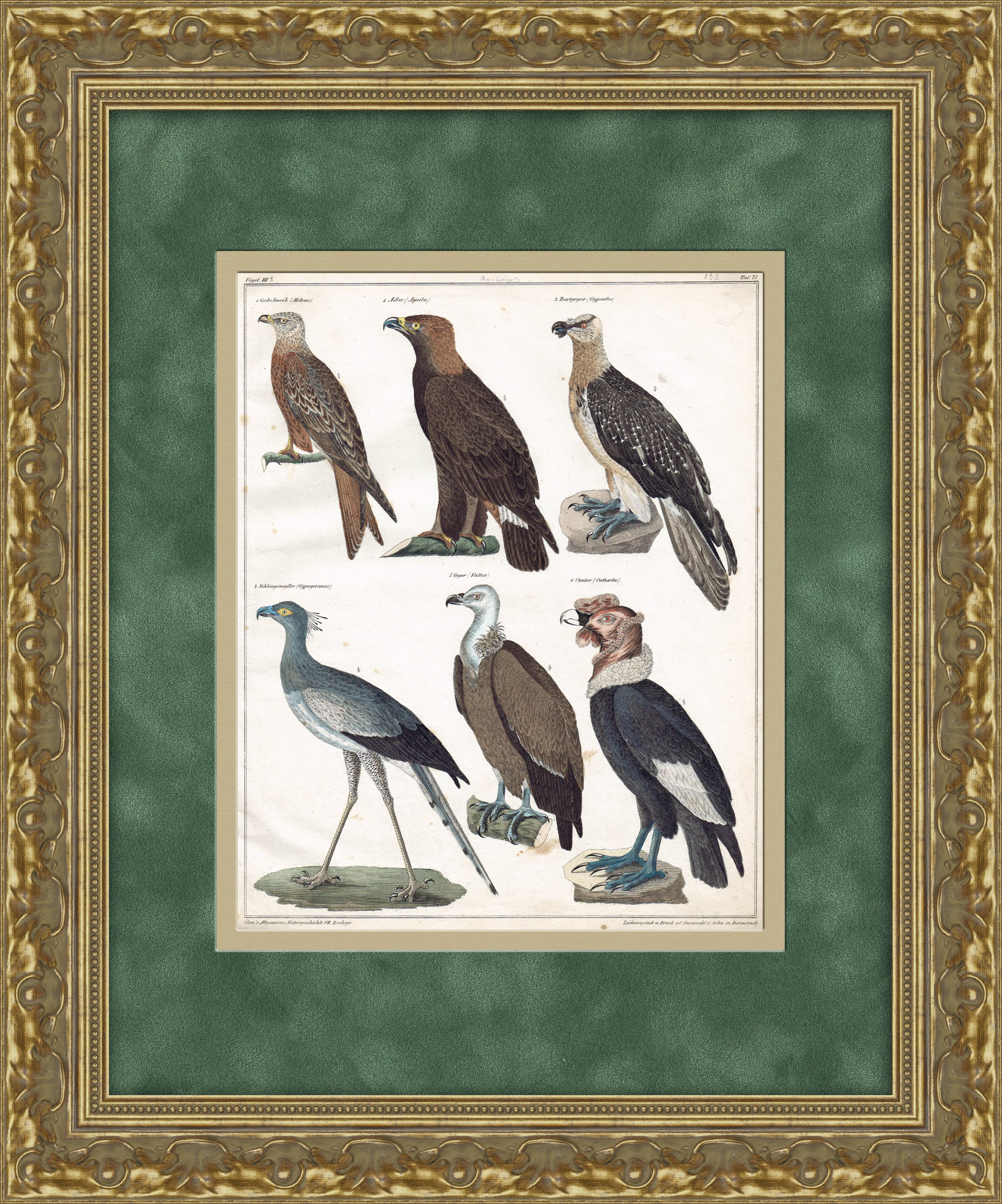 Красивые орлы, птица-секретарь, гриф-индейка. Редкая гравюра с ручной раскраской Красивые орлы, птица-секретарь, гриф-индейка. Редкая гравюра с ручной раскраской