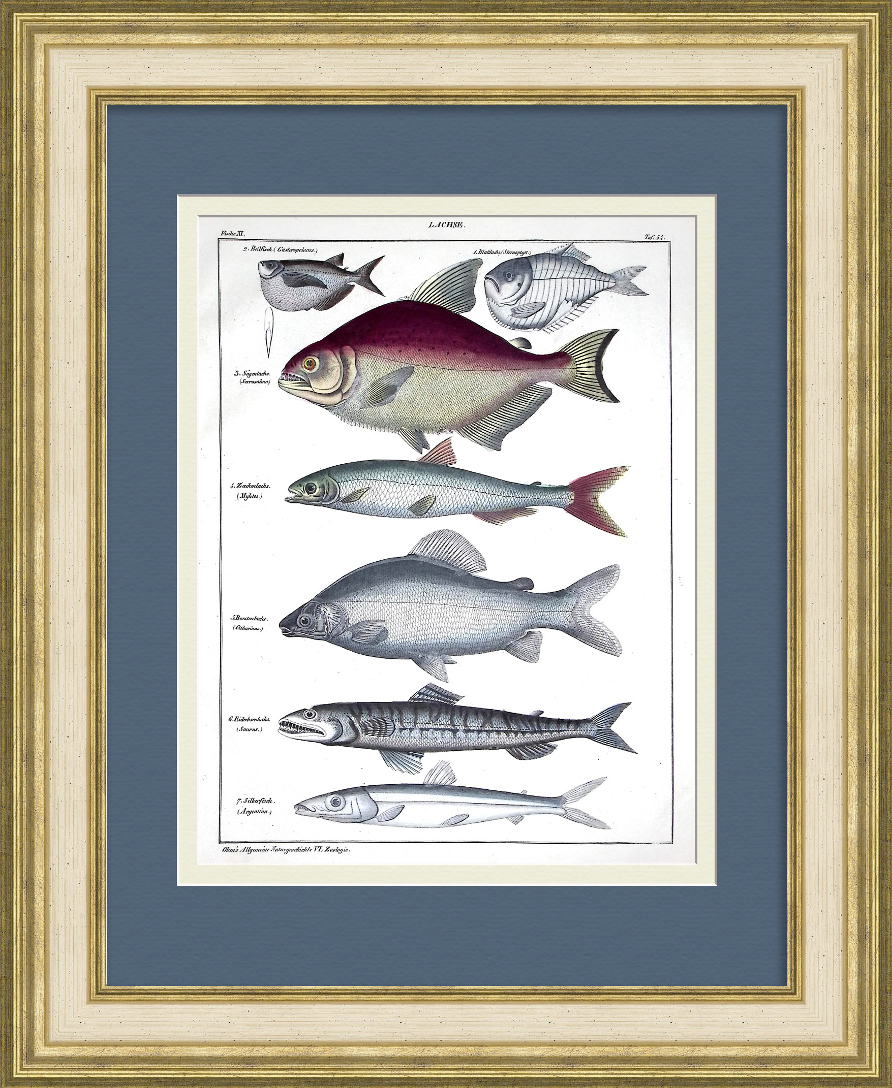 Рыбы семейства Лососёвые, классификация начала 19 века. Старинная гравюра Рыбы семейства Лососёвые, классификация начала 19 века. Старинная гравюра