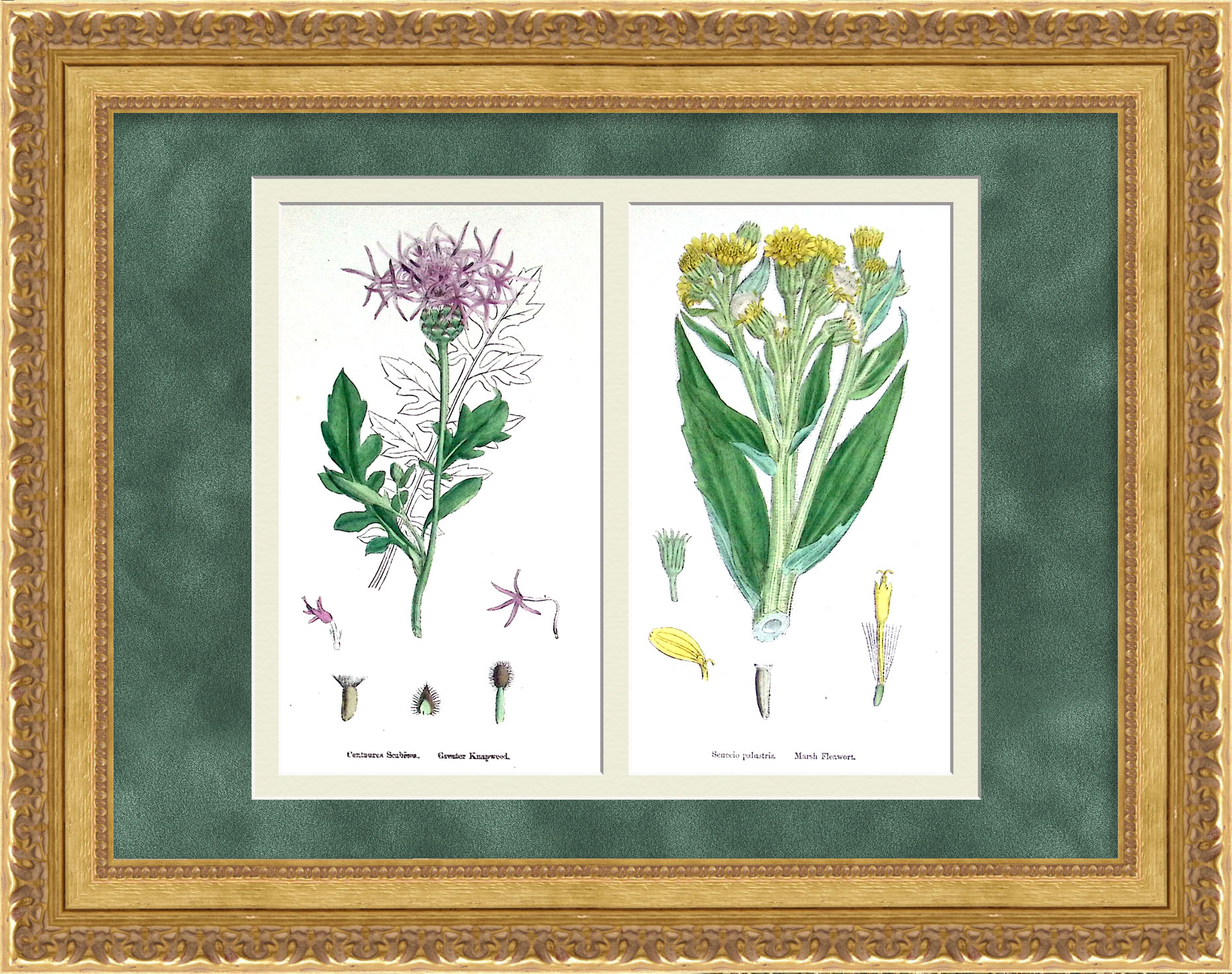 Ботаника, семейство Астровые: василек и пепельник болотный. Старинная гравюра Ботаника, семейство Астровые: василек и пепельник болотный. Старинная гравюра