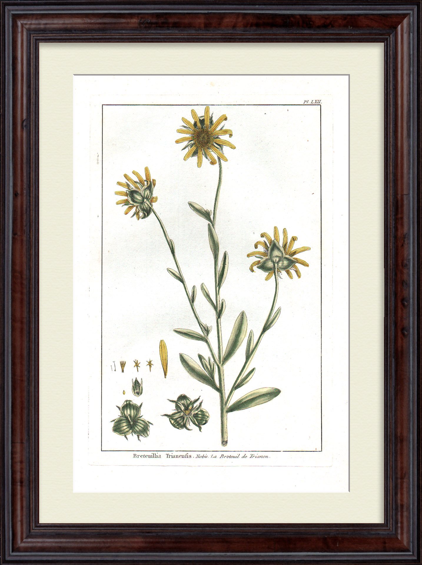 Сингапурская маргаритка. Большая, редкая гравюра 18 века Сингапурская маргаритка. Большая, редкая гравюра 18 века