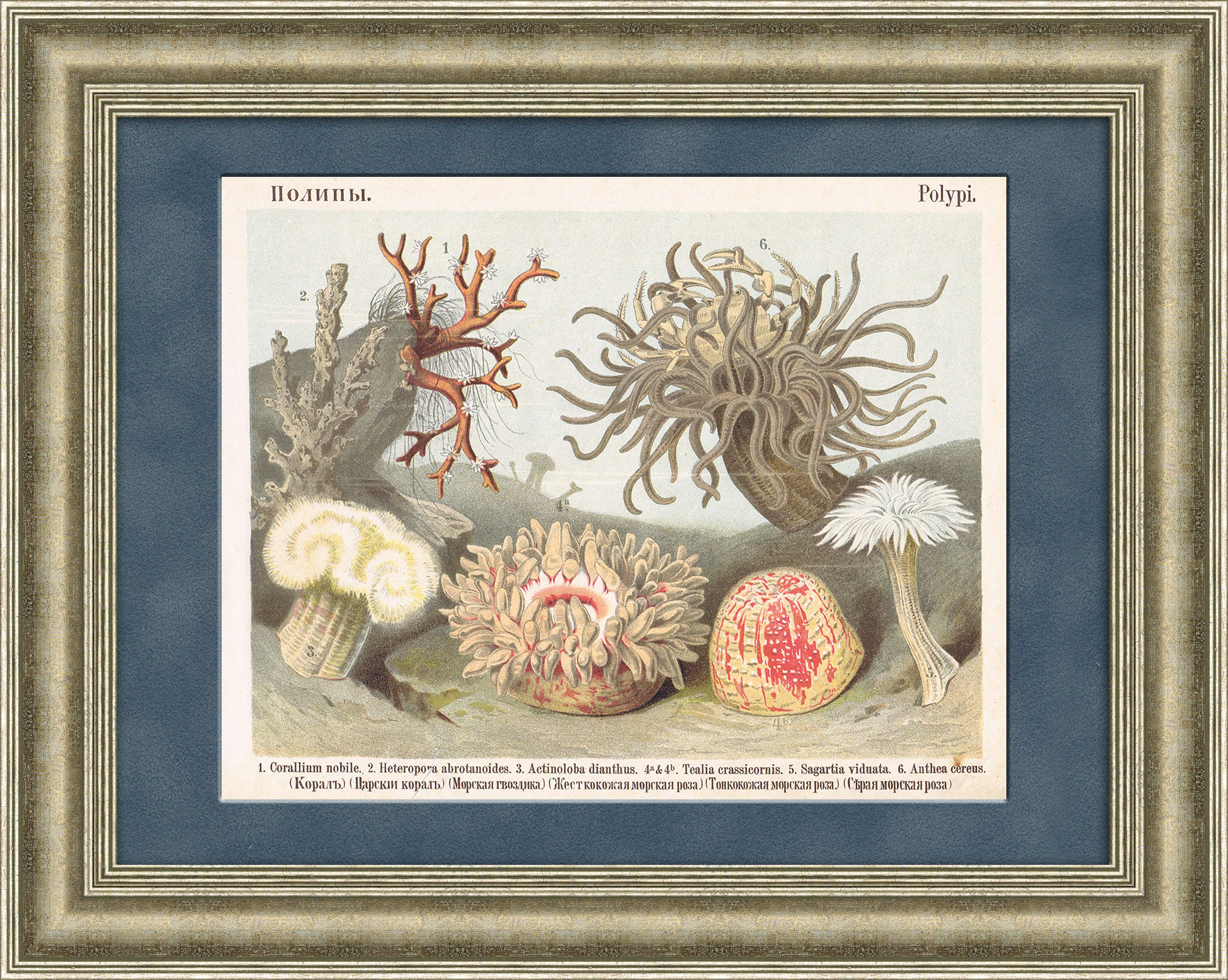 Кораллы, антикварная хромолитография 19 века Кораллы, антикварная хромолитография 19 века