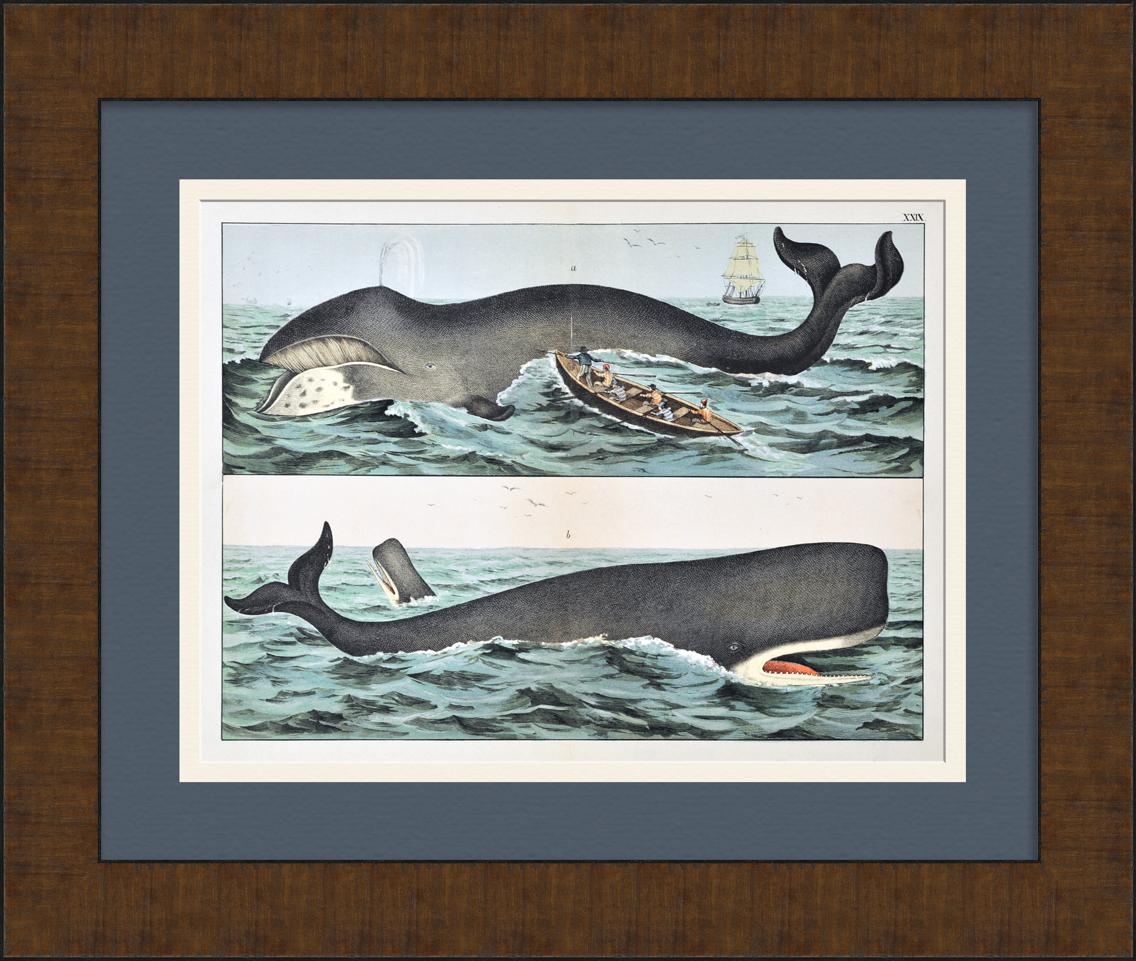 Кит и кашалот. Редкая гравюра 19 века Кит и кашалот. Редкая гравюра 19 века
