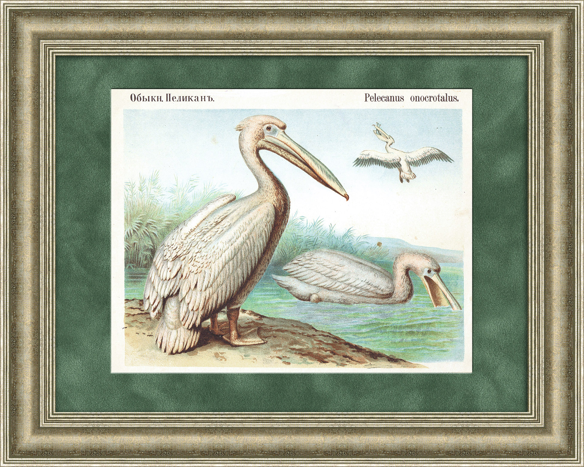 Большой белый пеликан. Старинная хромолитография в раме Большой белый пеликан. Старинная хромолитография в раме