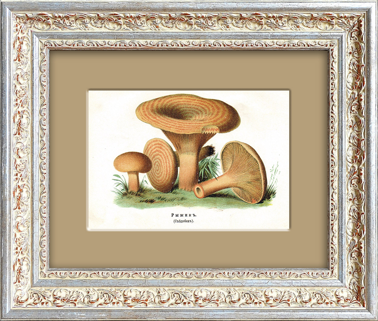 Рыжик. Старинная хромолитография 1888 года Рыжик. Старинная хромолитография 1888 года