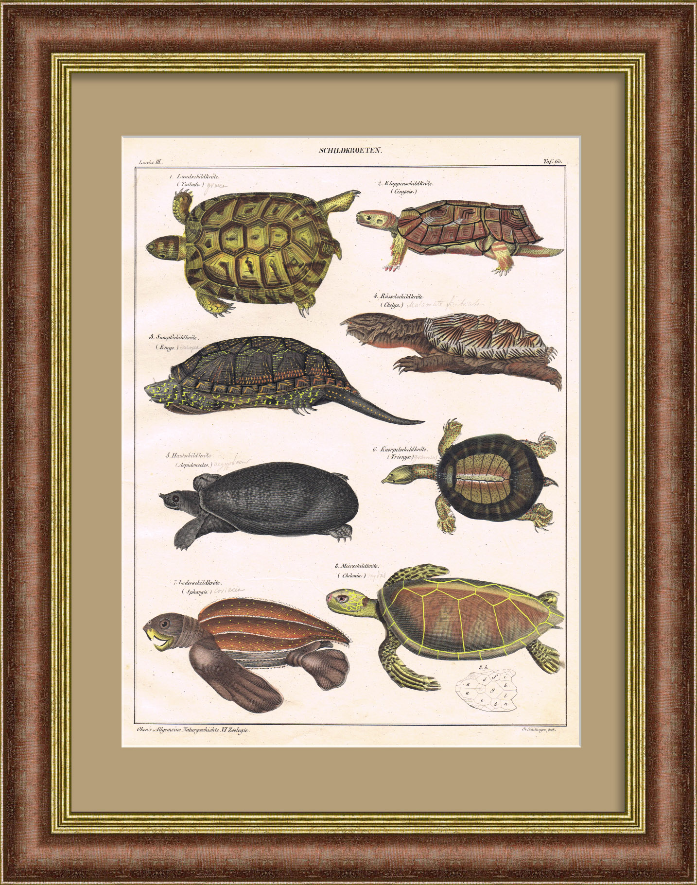 Удивительные черепахи на старинной гравюре с ручной раскраской Удивительные черепахи на старинной гравюре с ручной раскраской