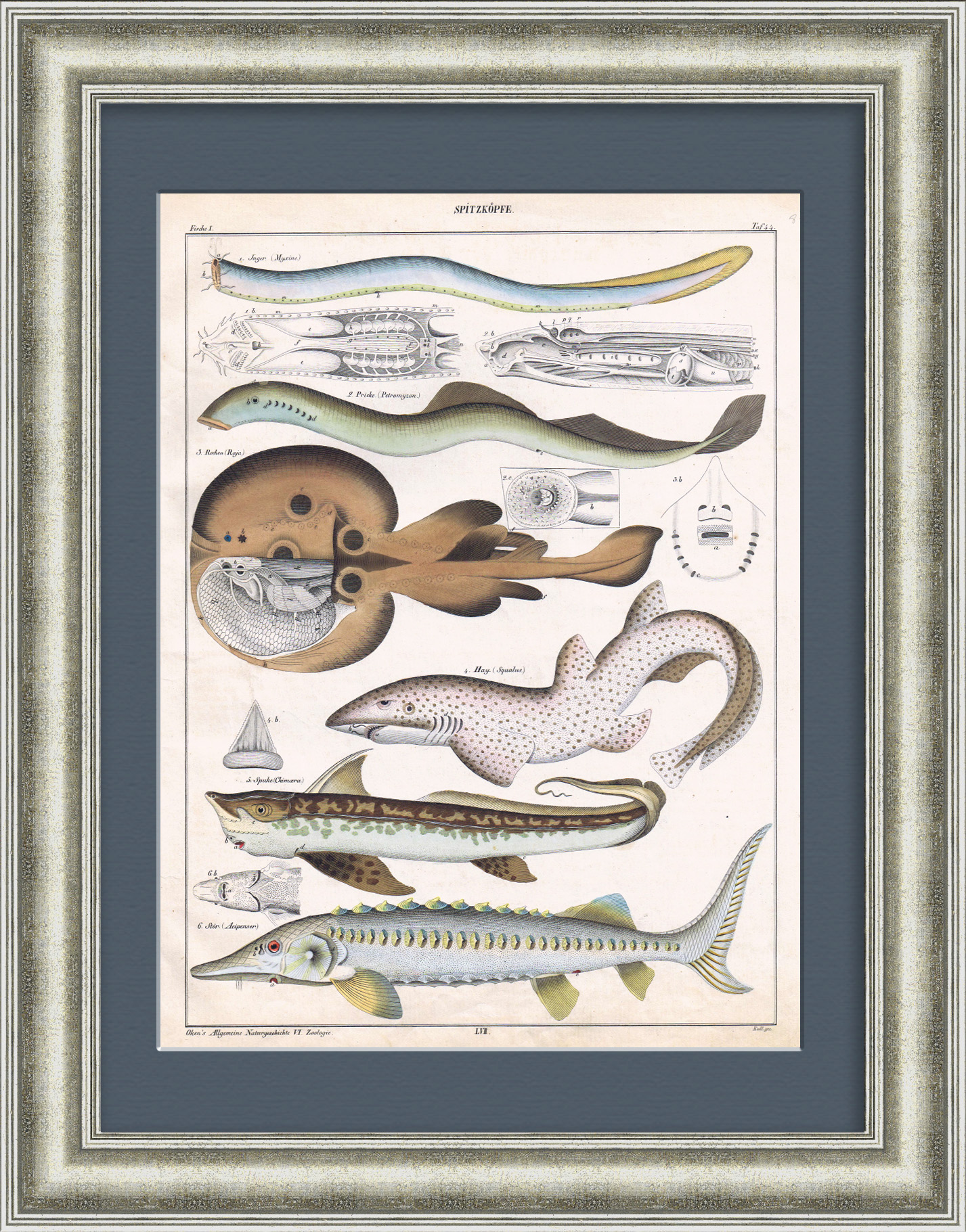 Акула, скат, минога, осетр и другие морские обитатели. Гравюра 19 века Акула, скат, минога, осетр и другие морские обитатели. Гравюра 19 века