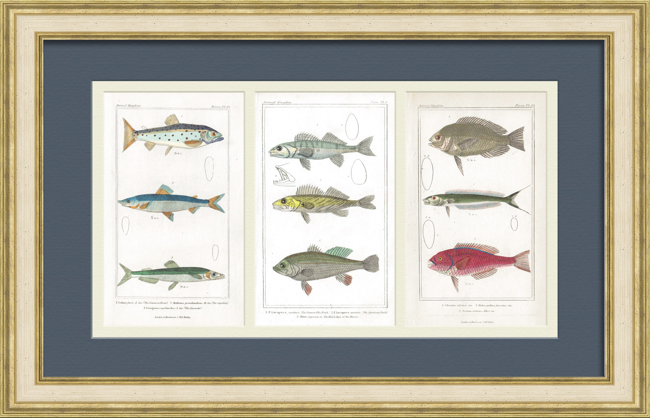 Судак, мойва, окунь, кумжа и др. Старинные гравюры 19 века Судак, мойва, окунь, кумжа и др. Старинные гравюры 19 века