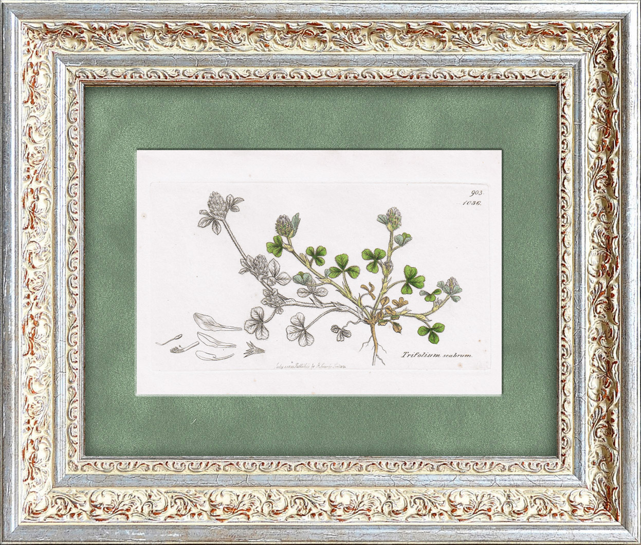 Клевер шершавый. Антикварная гравюра в раме Клевер шершавый. Антикварная гравюра в раме