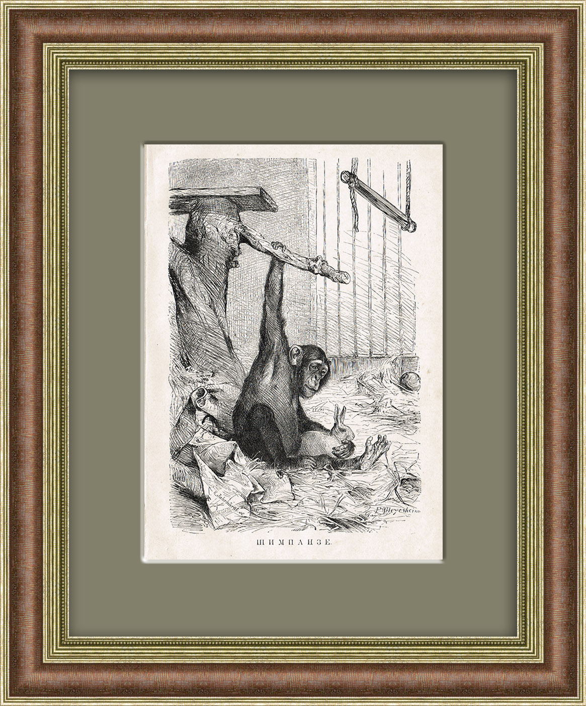 Шимпанзе. Старинная литография в раме Шимпанзе. Старинная литография в раме
