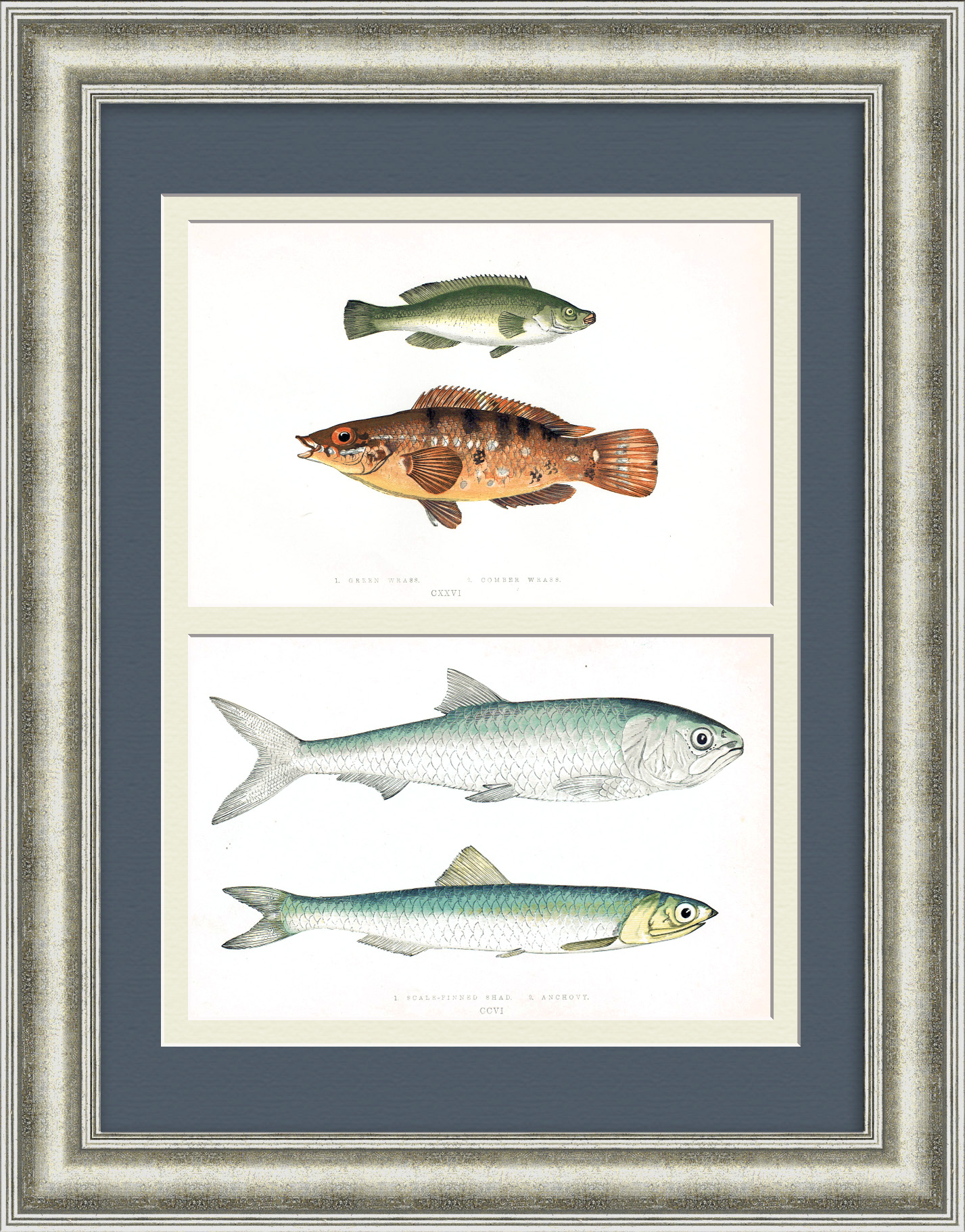 Рыбы Великобритании: губан, анчоус, шэд. Старинная, редкая гравюра Рыбы Великобритании: губан, анчоус, шэд. Старинная, редкая гравюра