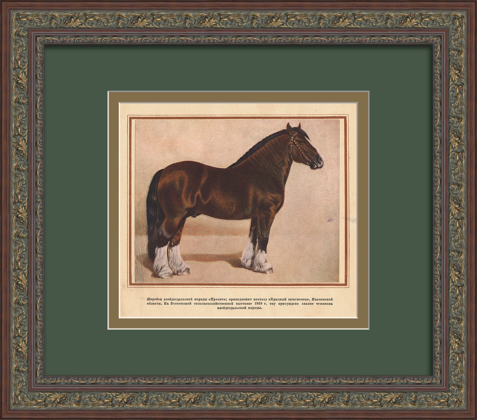 Коневодство в СССР: клейдесдаль. Старинная тиражная графика Коневодство в СССР: клейдесдаль. Старинная тиражная графика