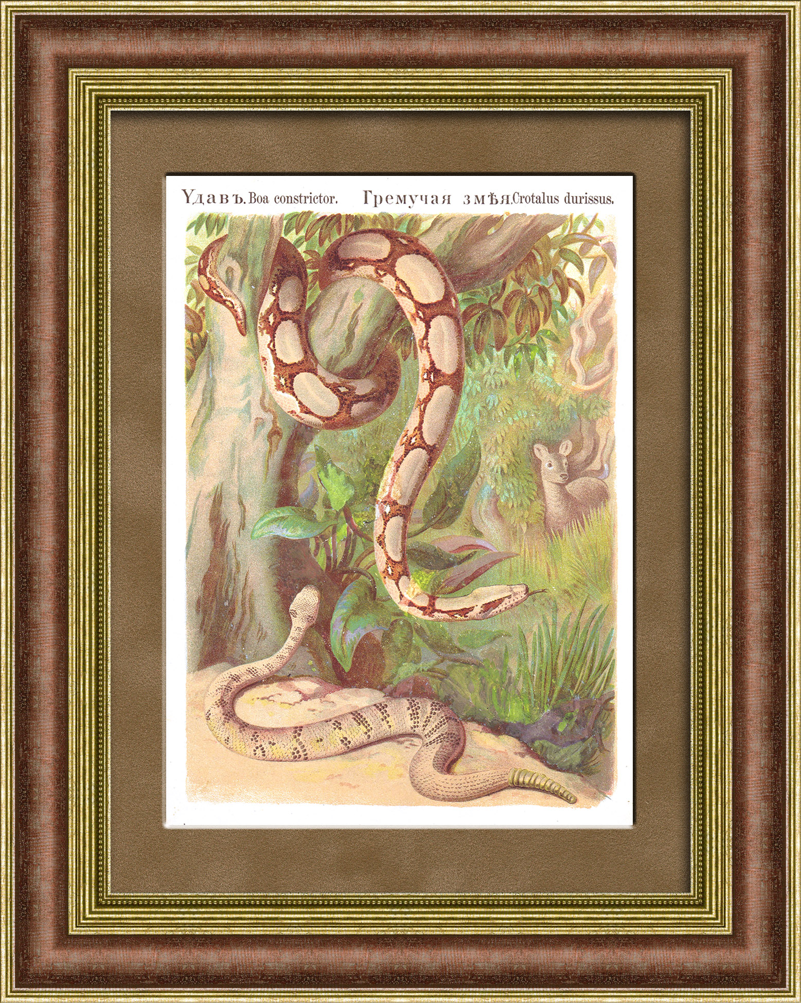 Удав и гремучая змея. Антикварная хромолитография в раме Удав и гремучая змея. Антикварная хромолитография в раме
