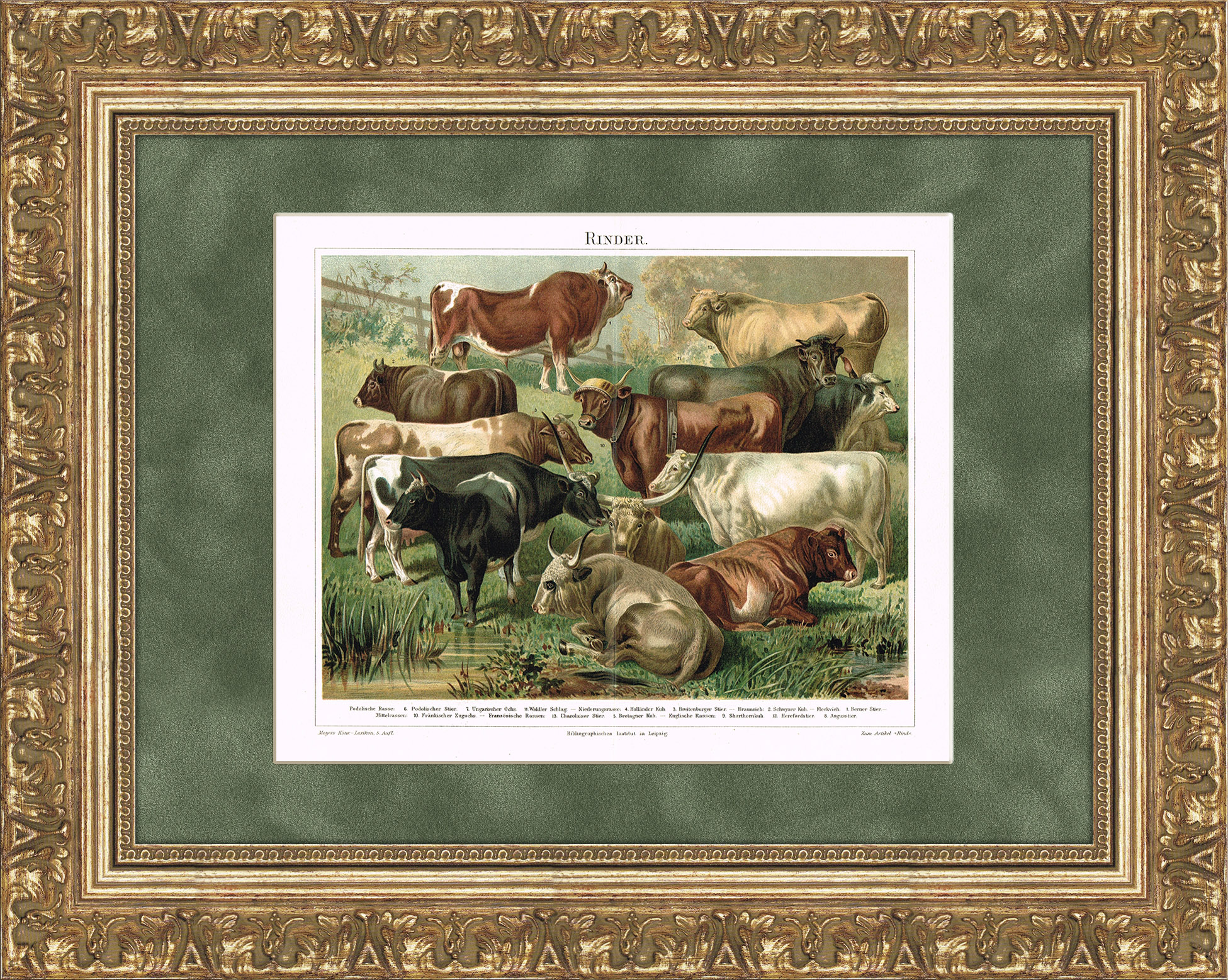 Разновидность быков и буйволов. Старинная хромолитография Разновидность быков и буйволов. Старинная хромолитография