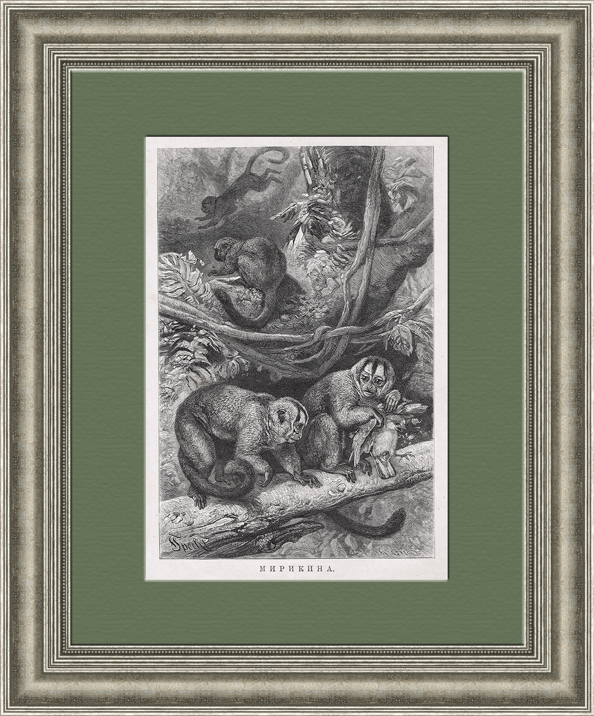 Мирикина, ночная обезьянка. Зоологическая литография в раме Мирикина, ночная обезьянка. Зоологическая литография в раме