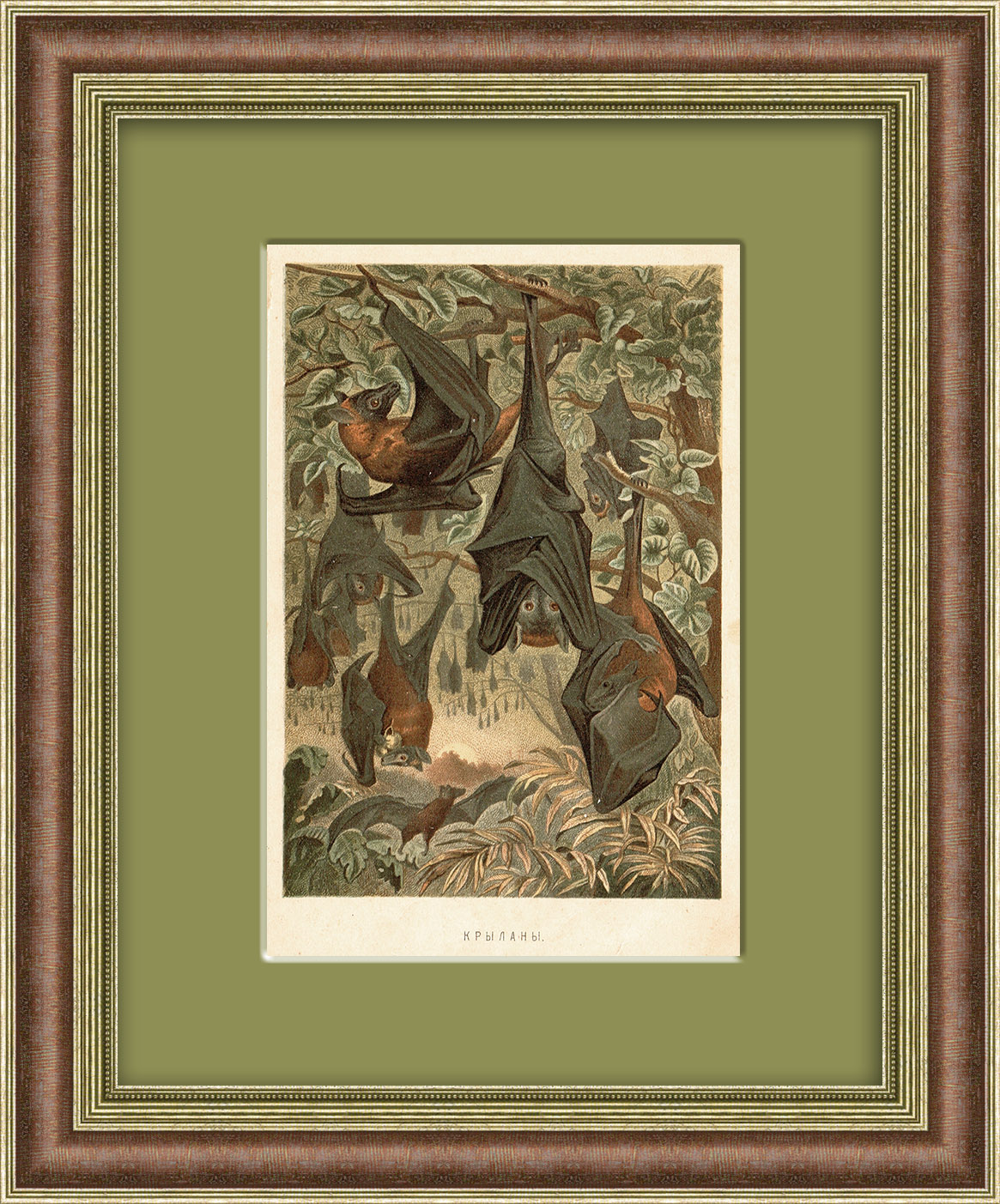 Летучие лисицы (крыланы). Старинная хромолитография в раме Летучие лисицы (крыланы). Старинная хромолитография в раме